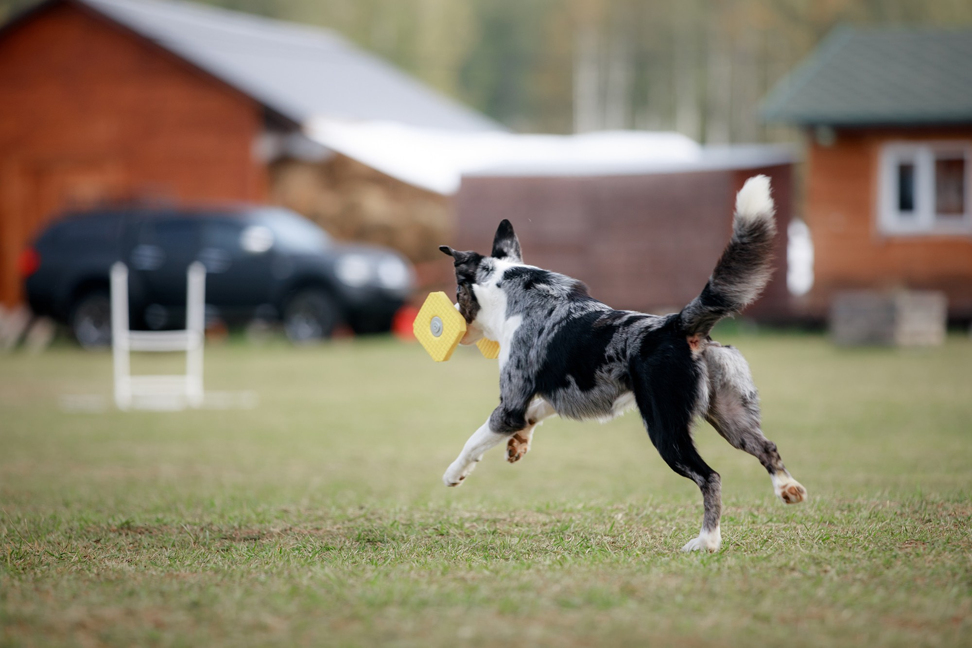 Лагерь по ОБД с Инной Баженовой. Фотограф-анималист Mary Mart — Москва, Питер