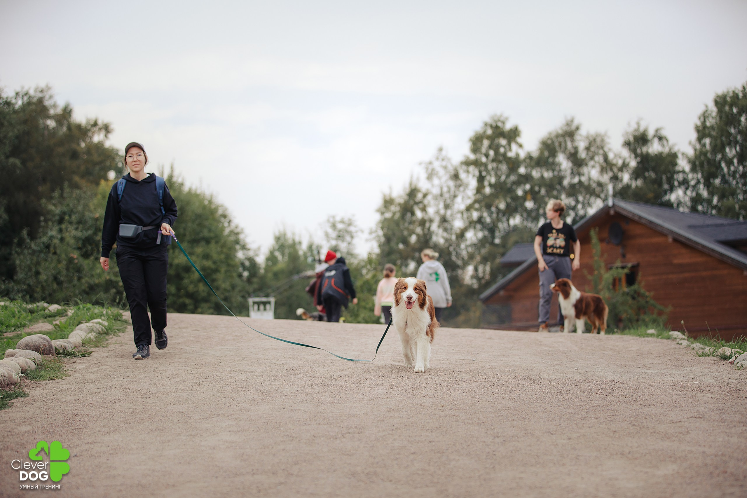 Кинологический лагерь CleverDog, 2024. Фотограф-анималист Mary Mart — Москва, Питер
