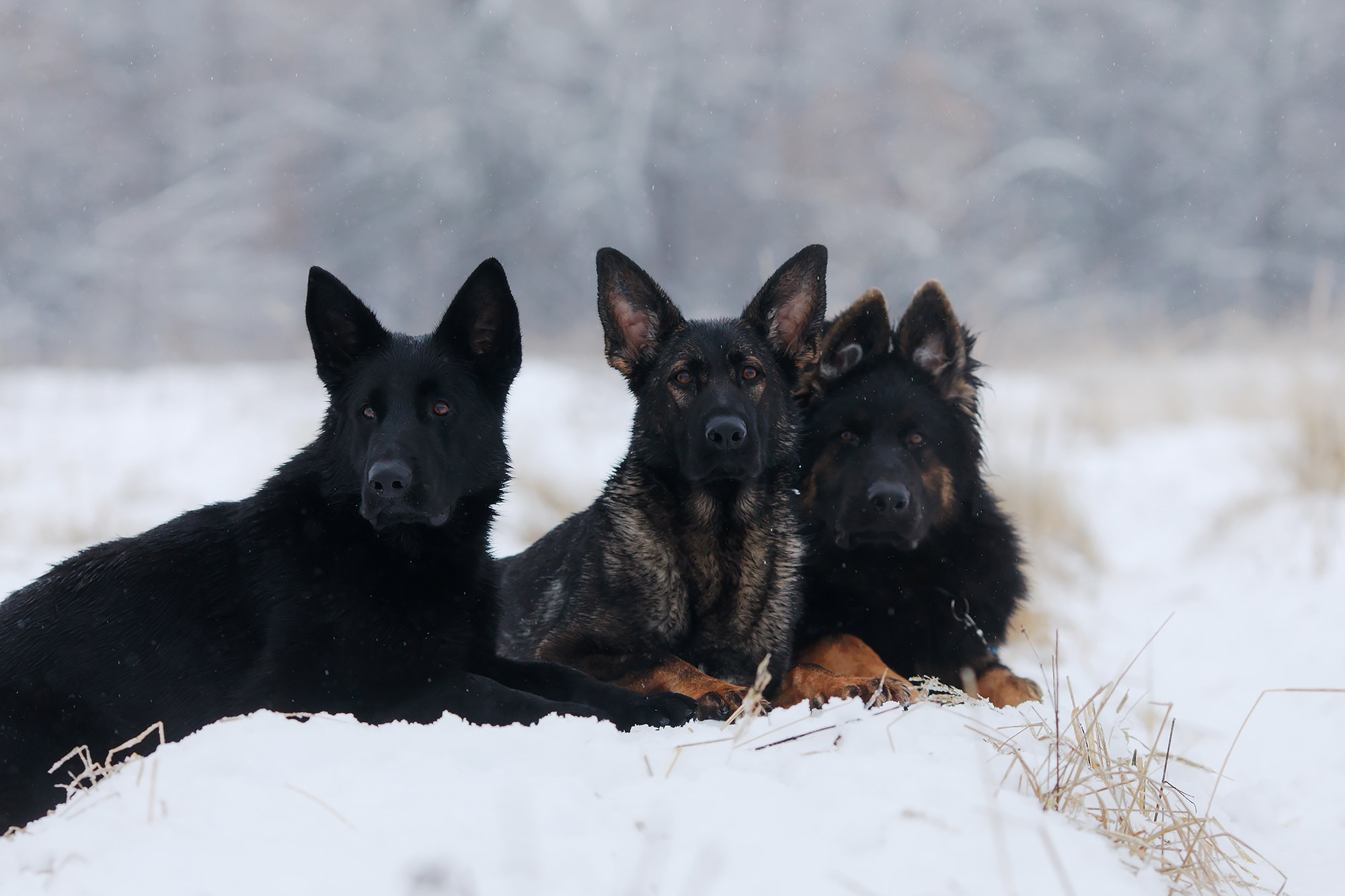 Зимние портреты. Фотограф-анималист Mary Mart — Москва, Питер