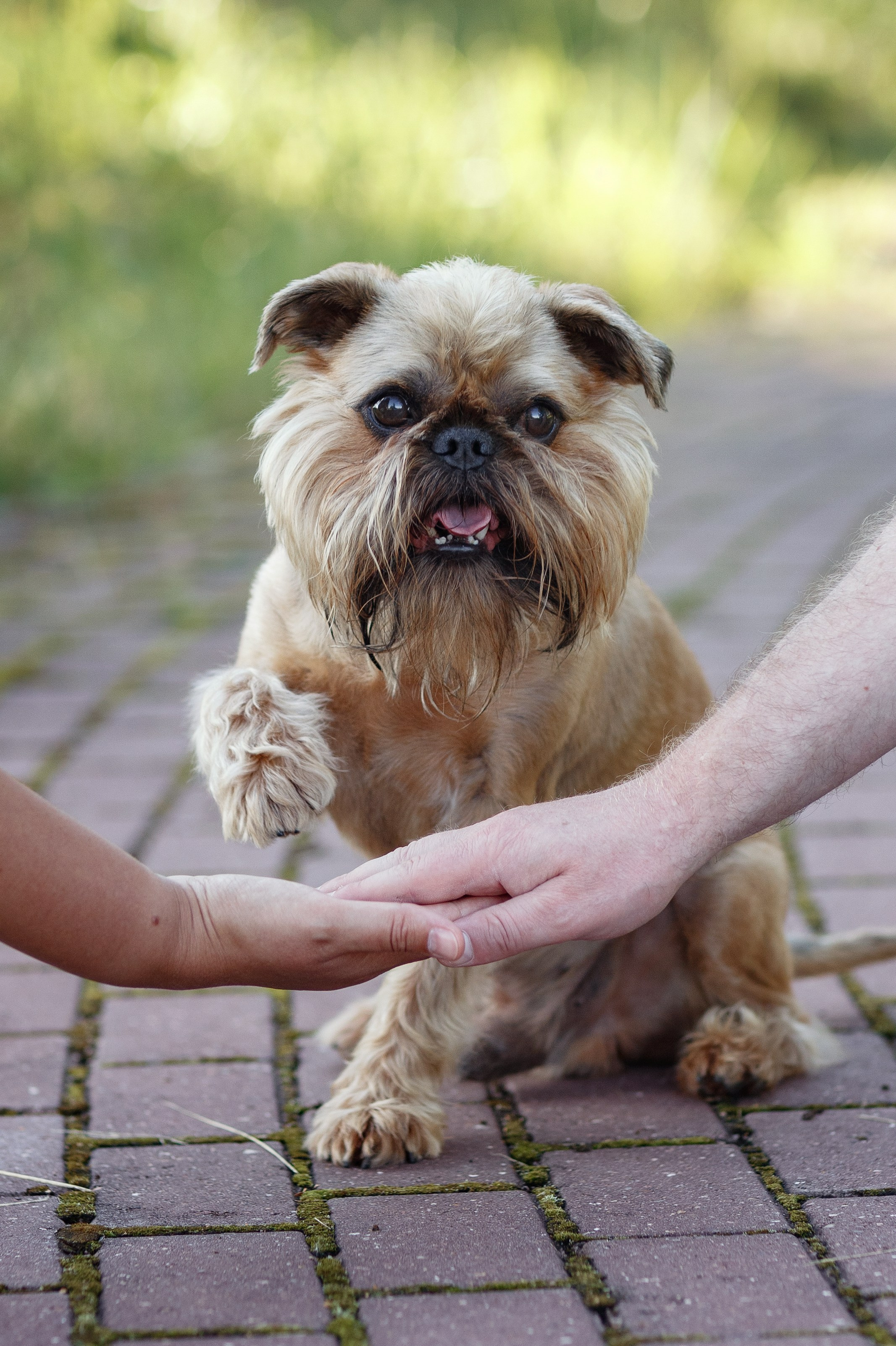 Лена и Барри. Фотограф — Анималист Наталья Тямушева