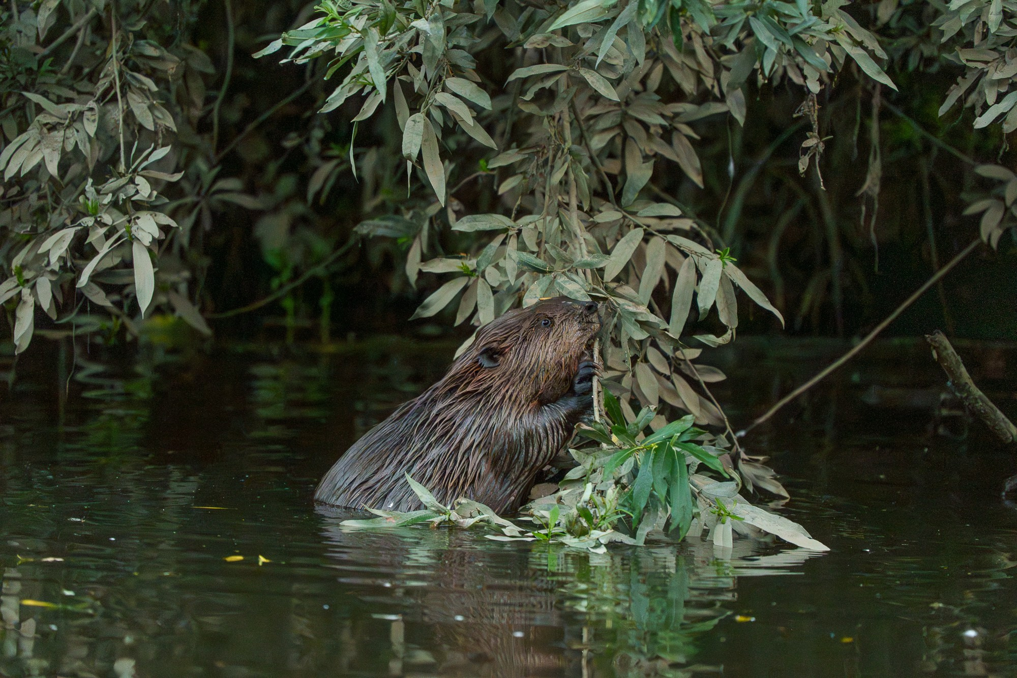 Животные. Ваш личный фотограф Марина Волкова