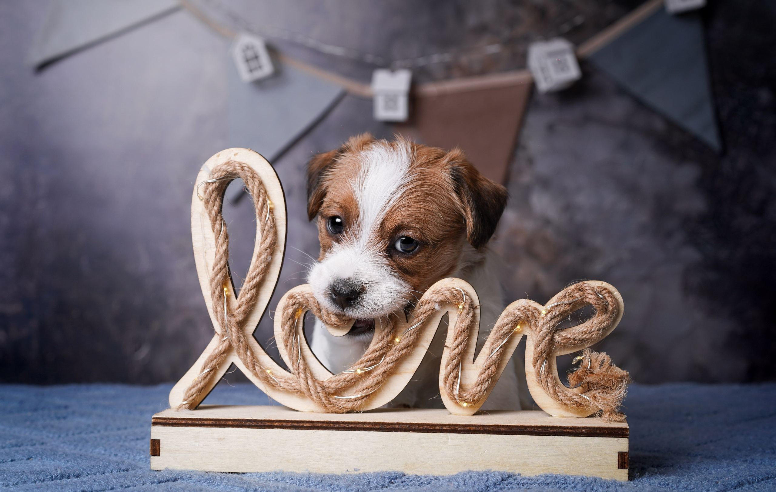 Щенули джек-рассела. Фотограф-анималист в Санкт-Петербурге Яна Мартынова
