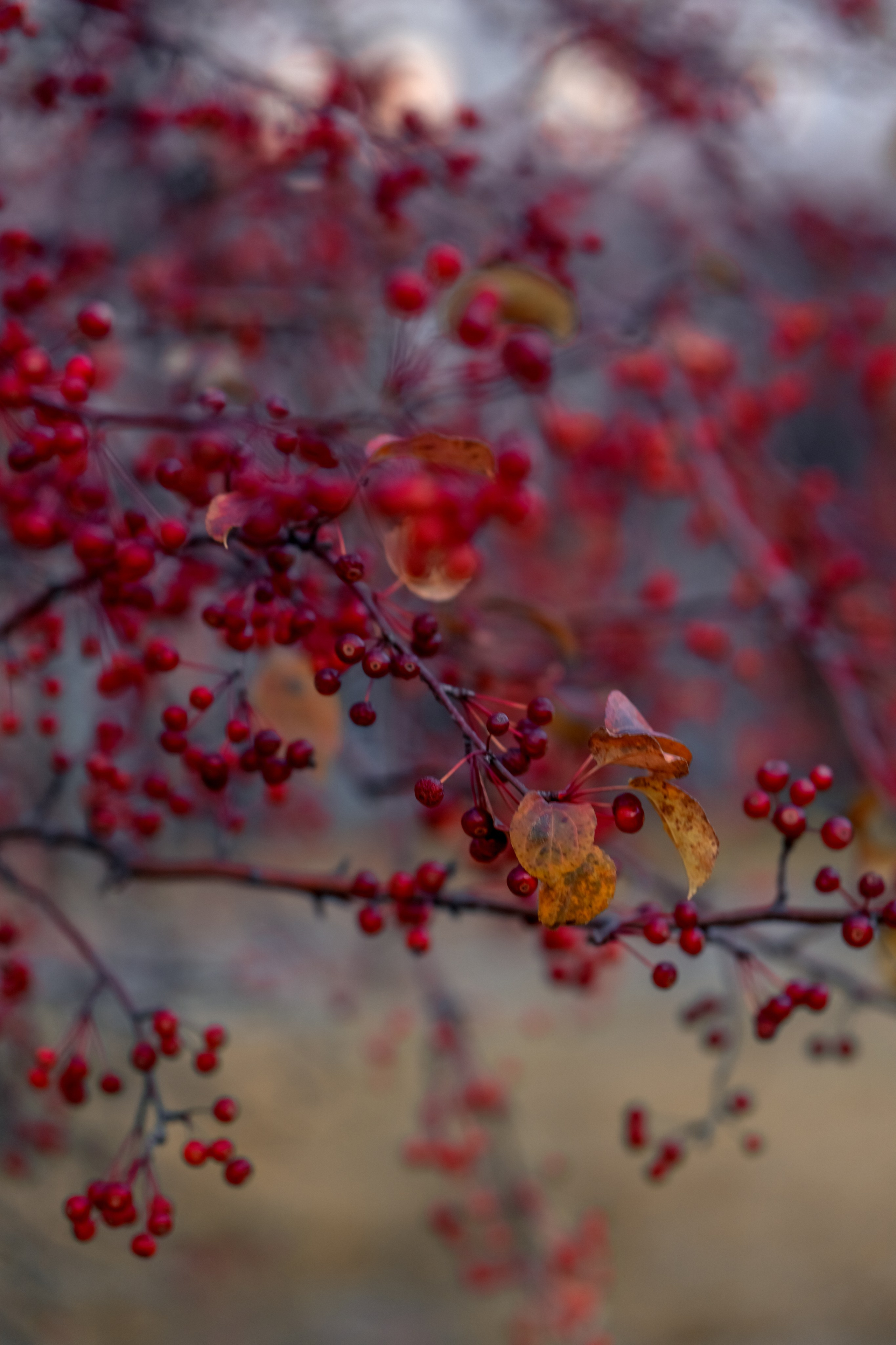 Настя в ожидании. Семейный фотограф Ульяна Сиденко — Иркутск