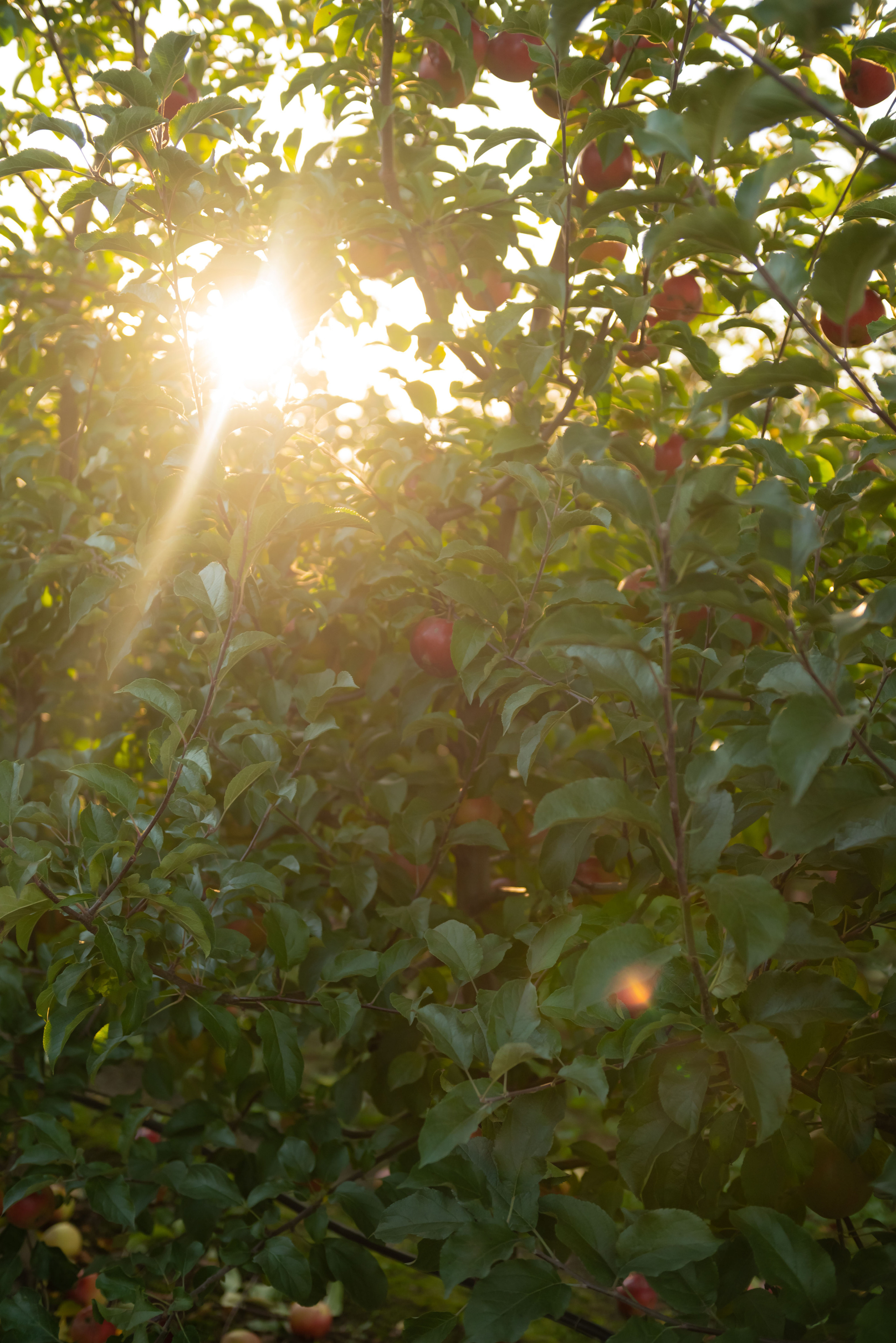 Svetlana. Семейный и детский фотограф в Белгороде Ольга Сорока