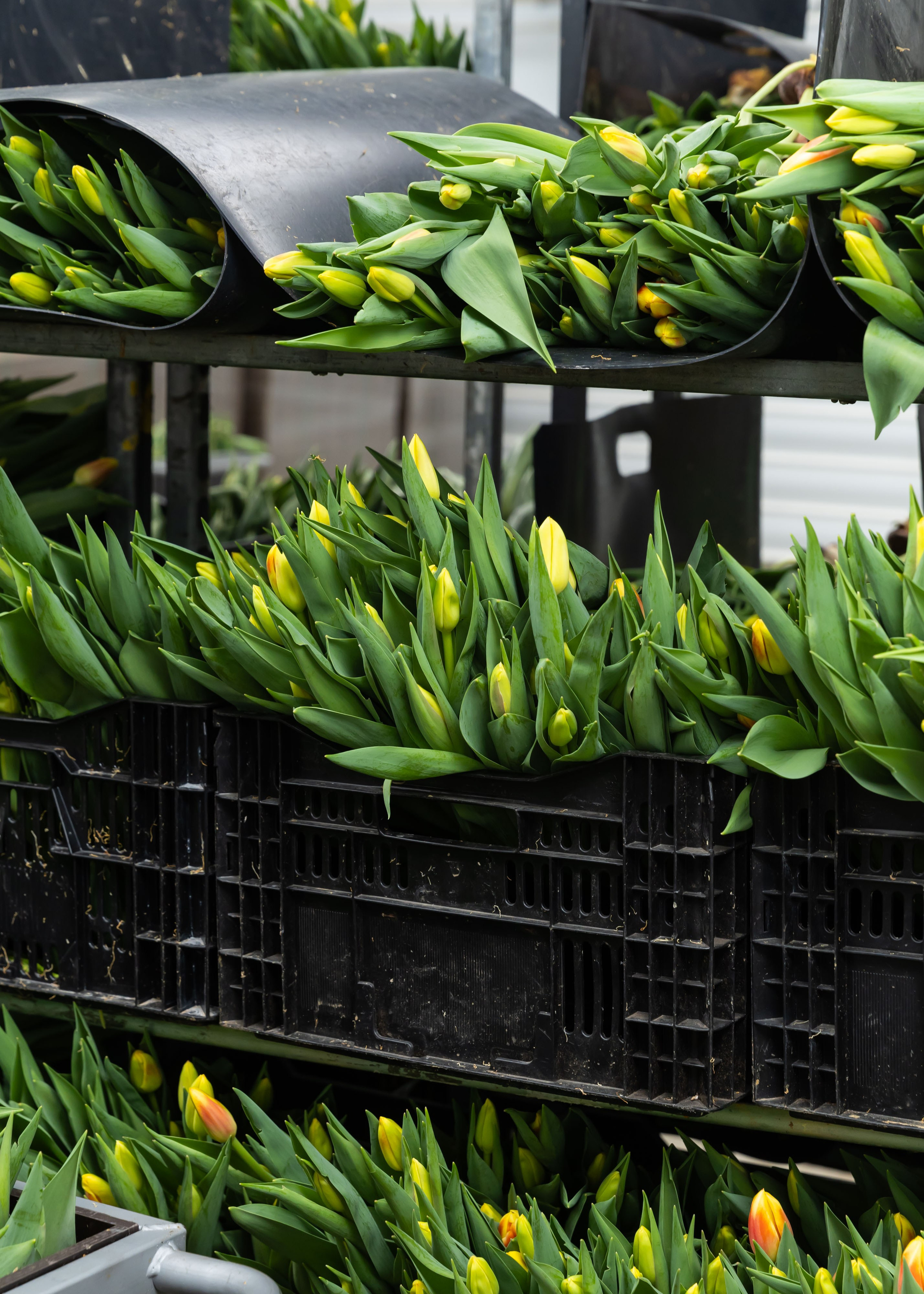 26.02.2026 Цветополис. ФОТОГРАФ ВИНОГРАДОВА ДАРЬЯ