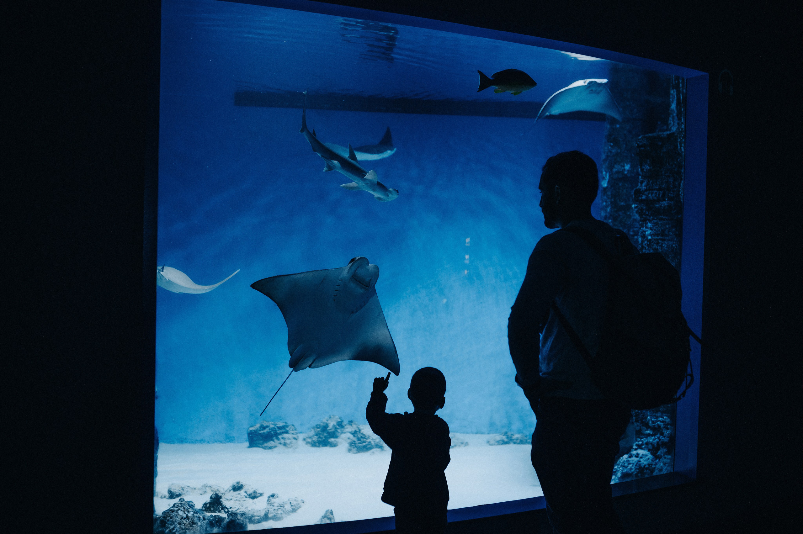 Маленький человек среди огромных рыб. Главная