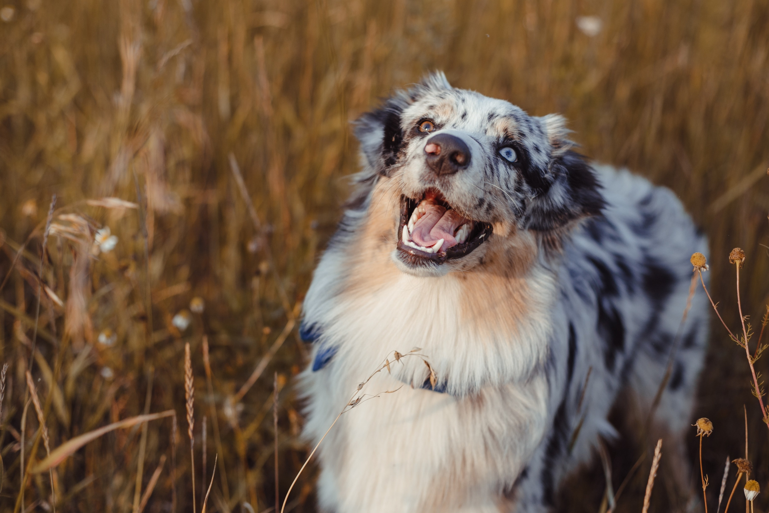 Mike. PHOTOGRAPHER romanoff-egor