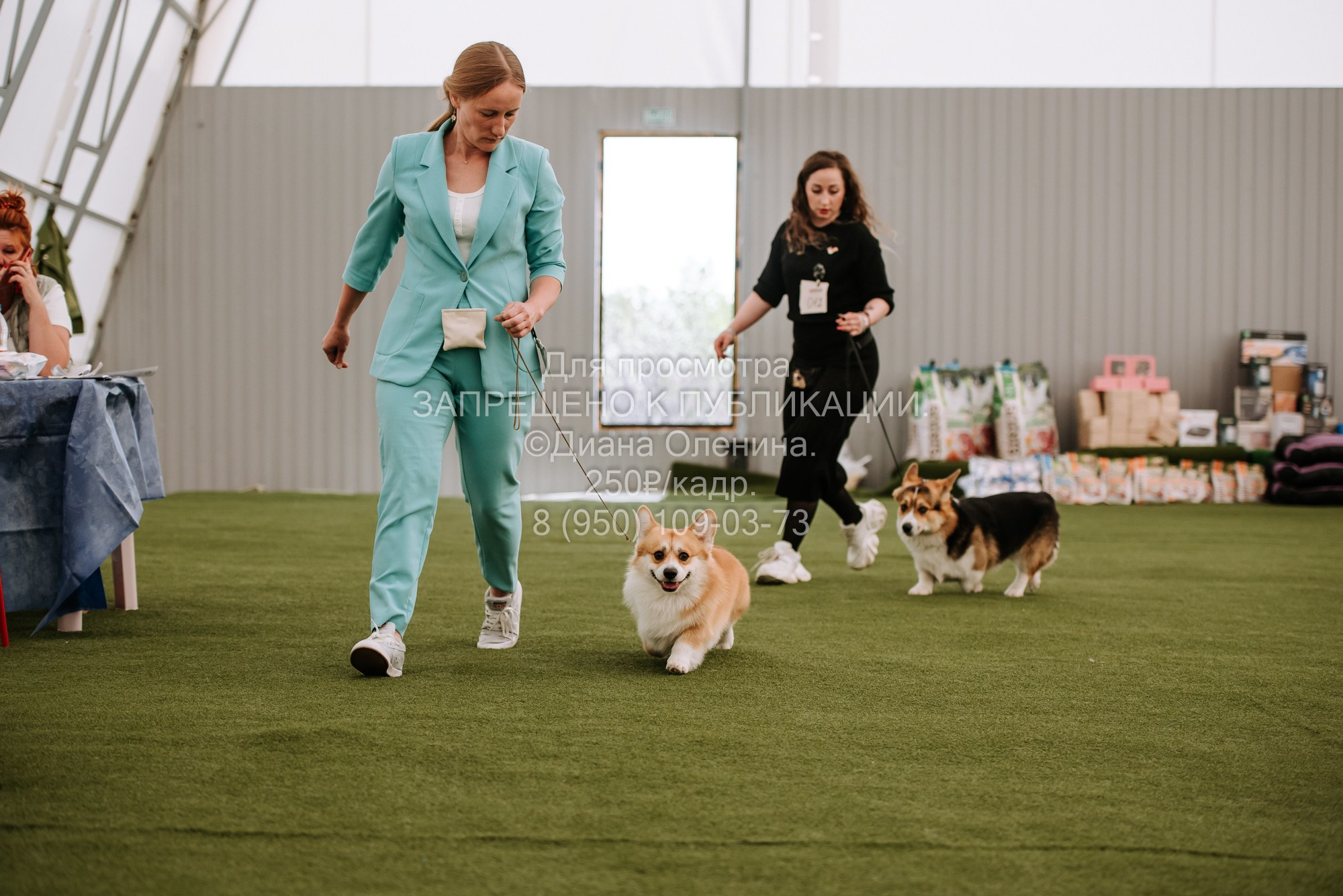 Выставка собак Красноярск 2.06. Фотограф Диана Оленина Красноярск / Братск