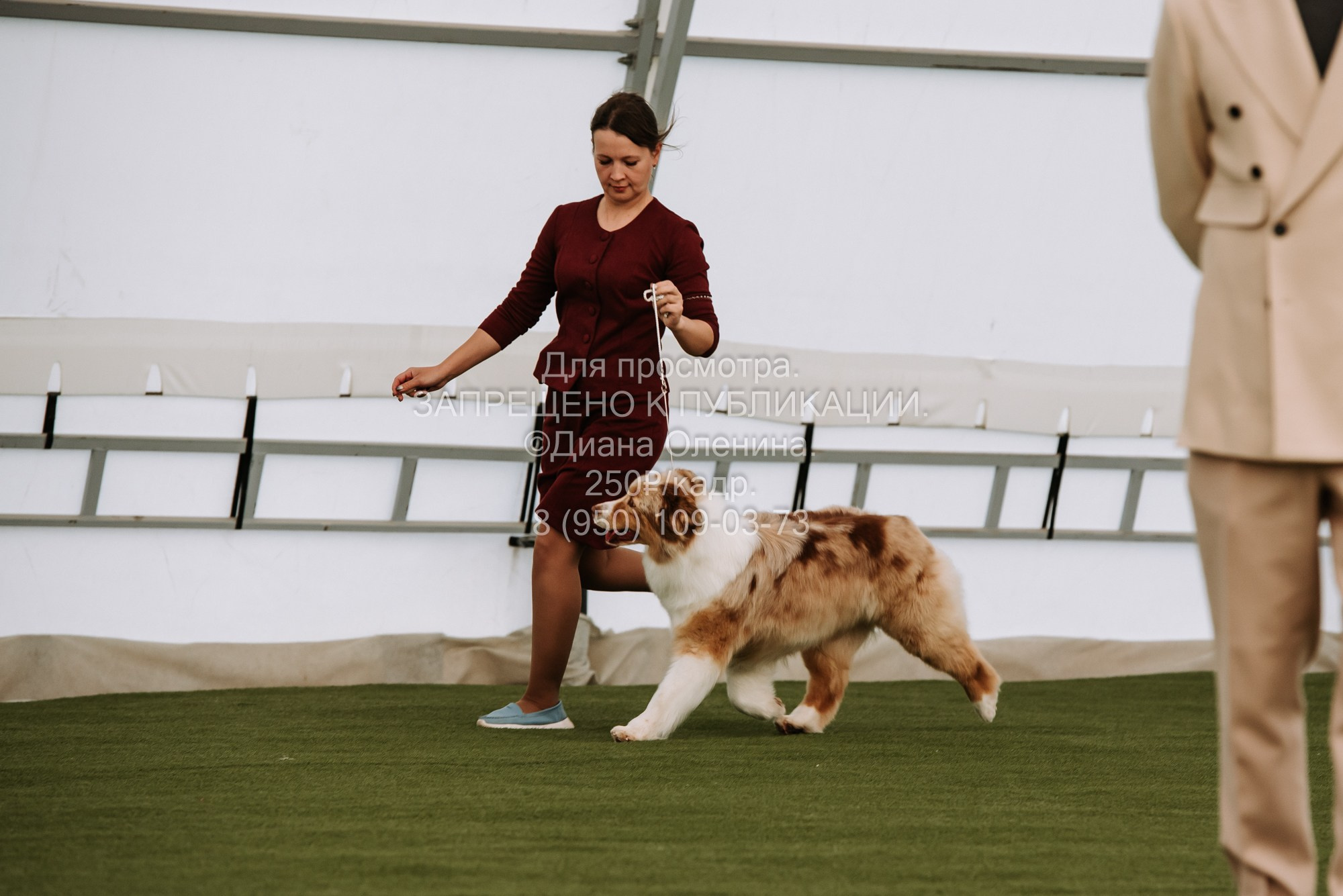 Выставка собак Красноярск 2.06. Фотограф Диана Оленина Красноярск / Братск