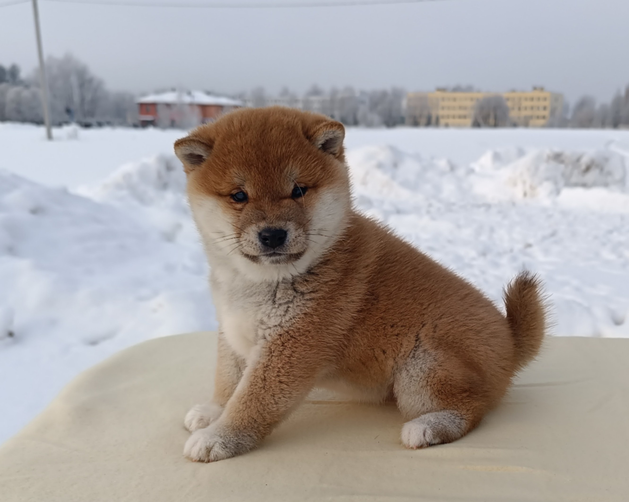 сиба питомник Рубилайт щенки на продажу rubylight  сиба щенки купить СПб Санкт-Петербург 