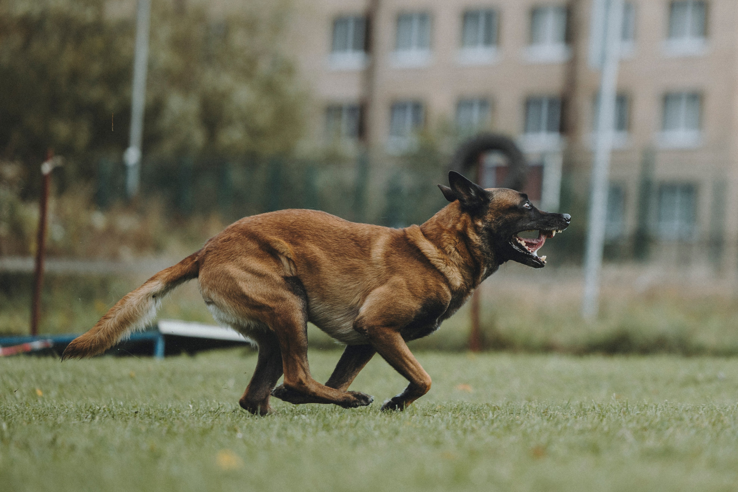 Испытания по мондьорингу г. Пушкин 29.09.2024. Фотограф-анималист Анна Маринич