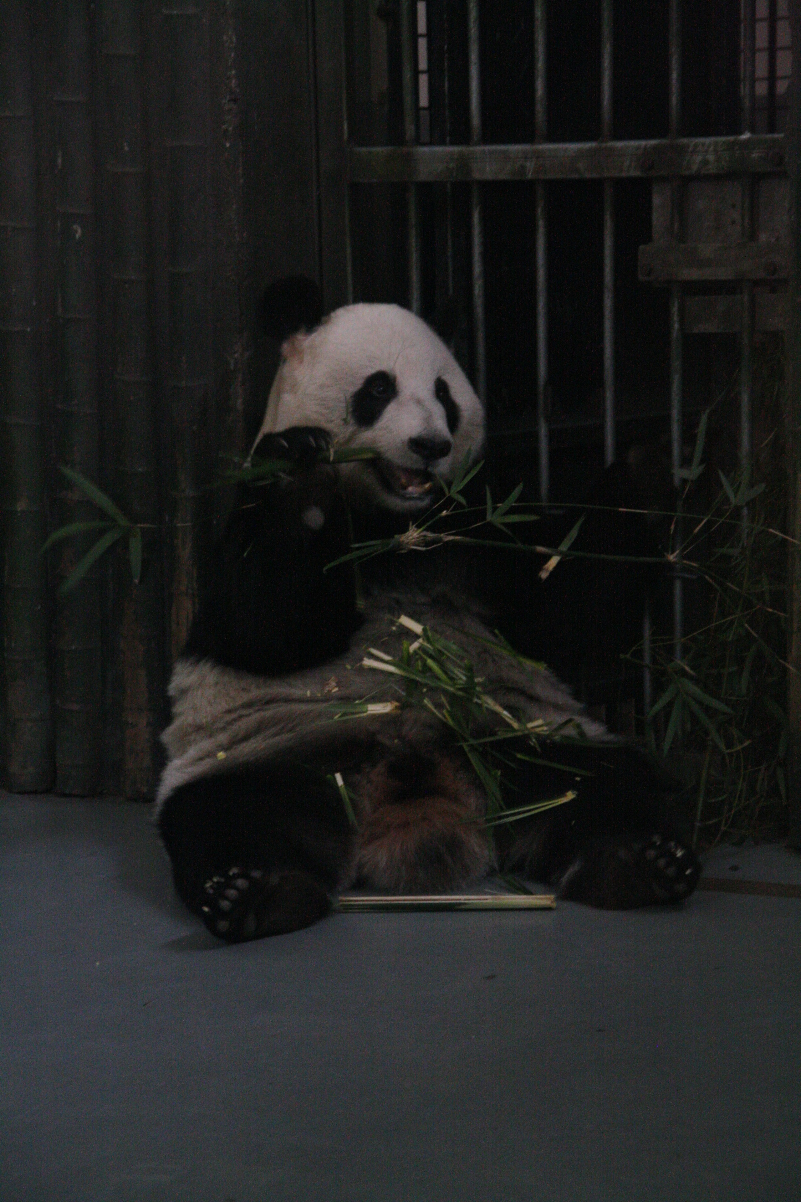 Шанхай. Фотограф Алексей Федорищев