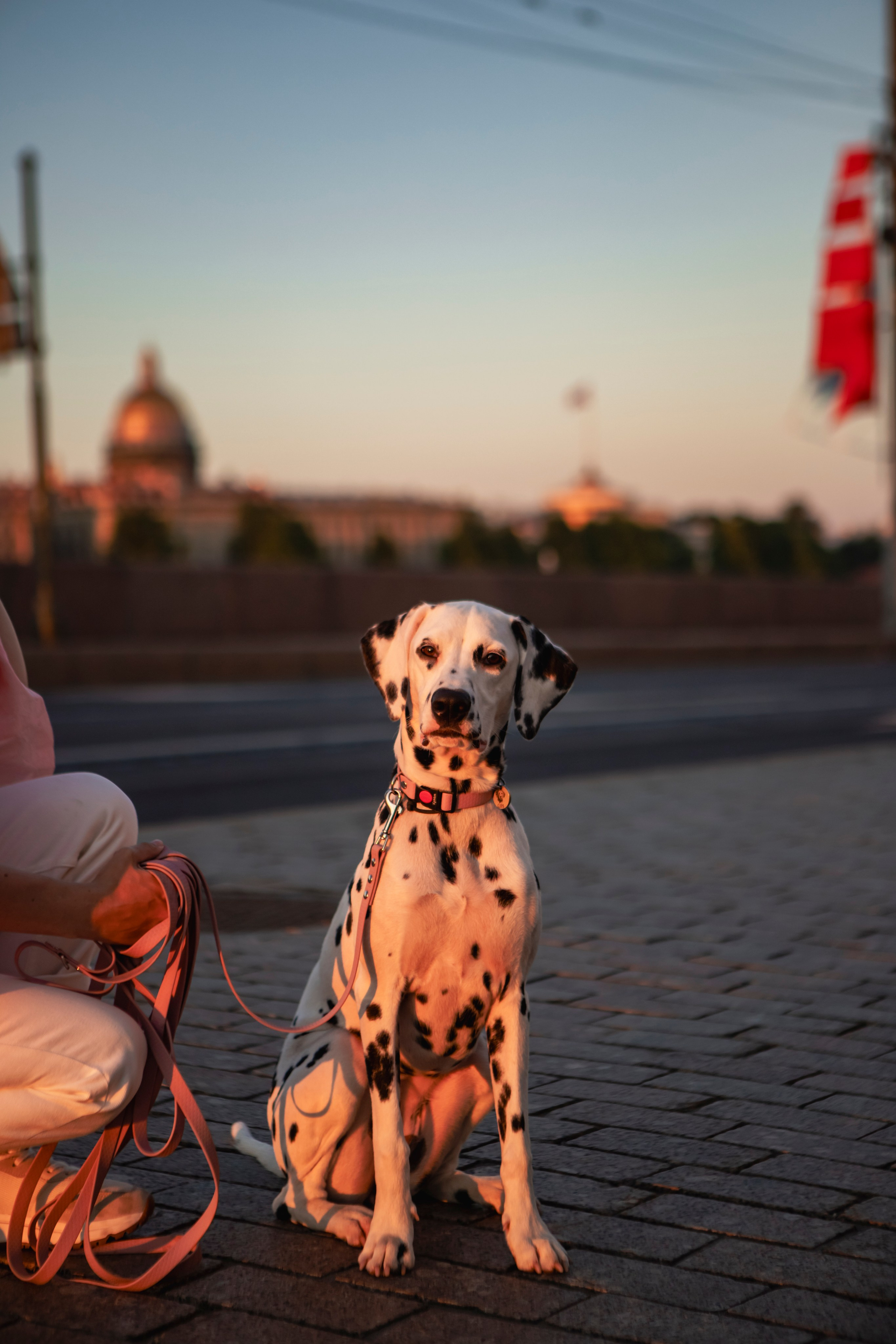 Женя и Сара. Фотограф-анималист в Санкт-Петербурге Алина Яхонт