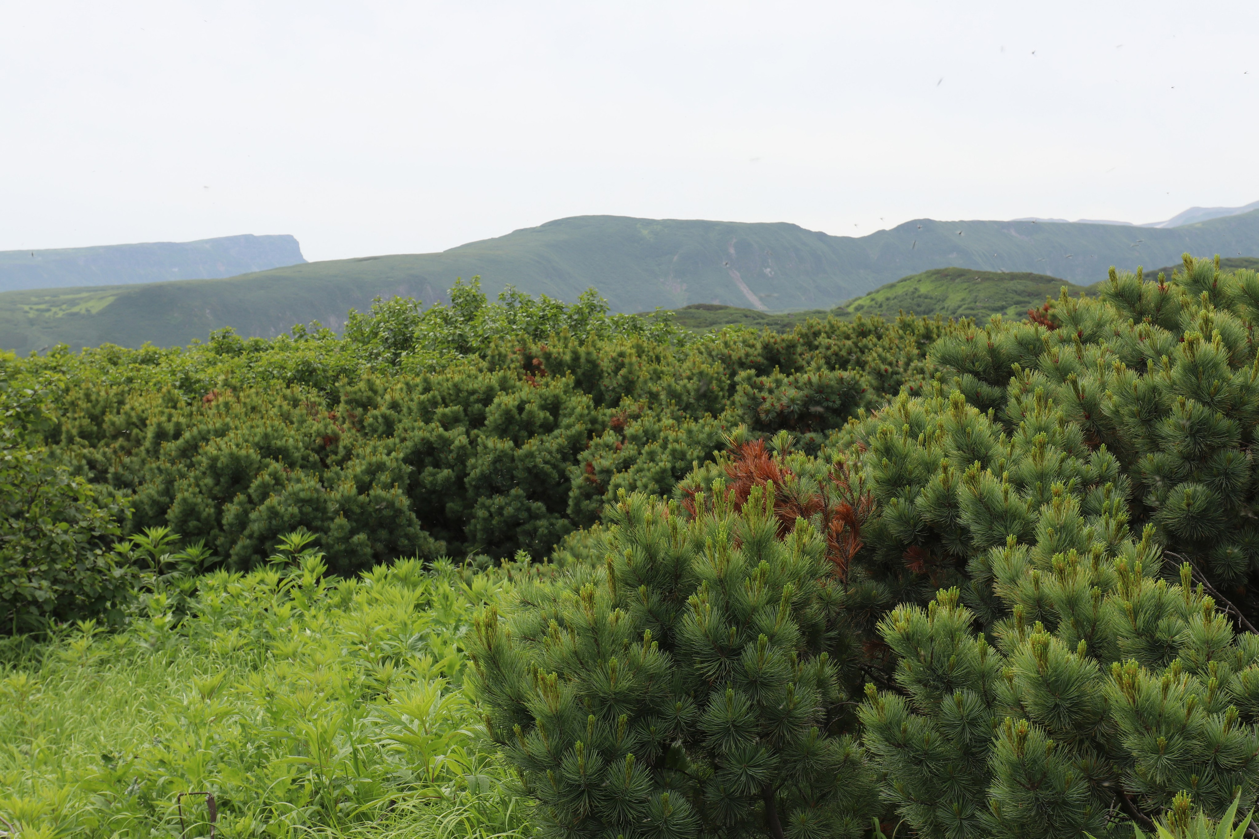 Камчатка и о. Парамушир. Июль 2024. Путешественник-фотограф из Санкт-Петербурга Татьяна Свистулина