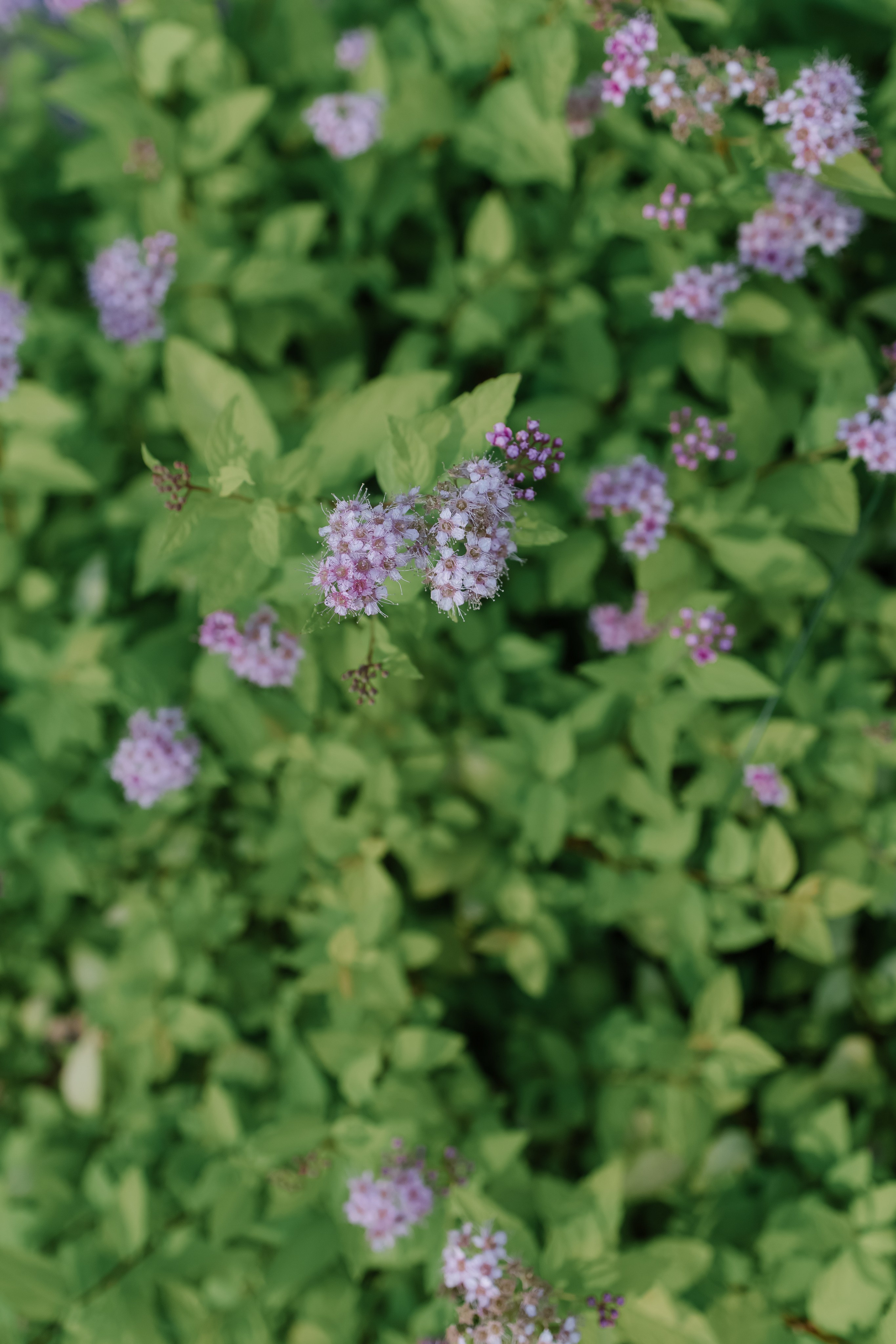 Никита/Анастасия. Свадебный фотограф