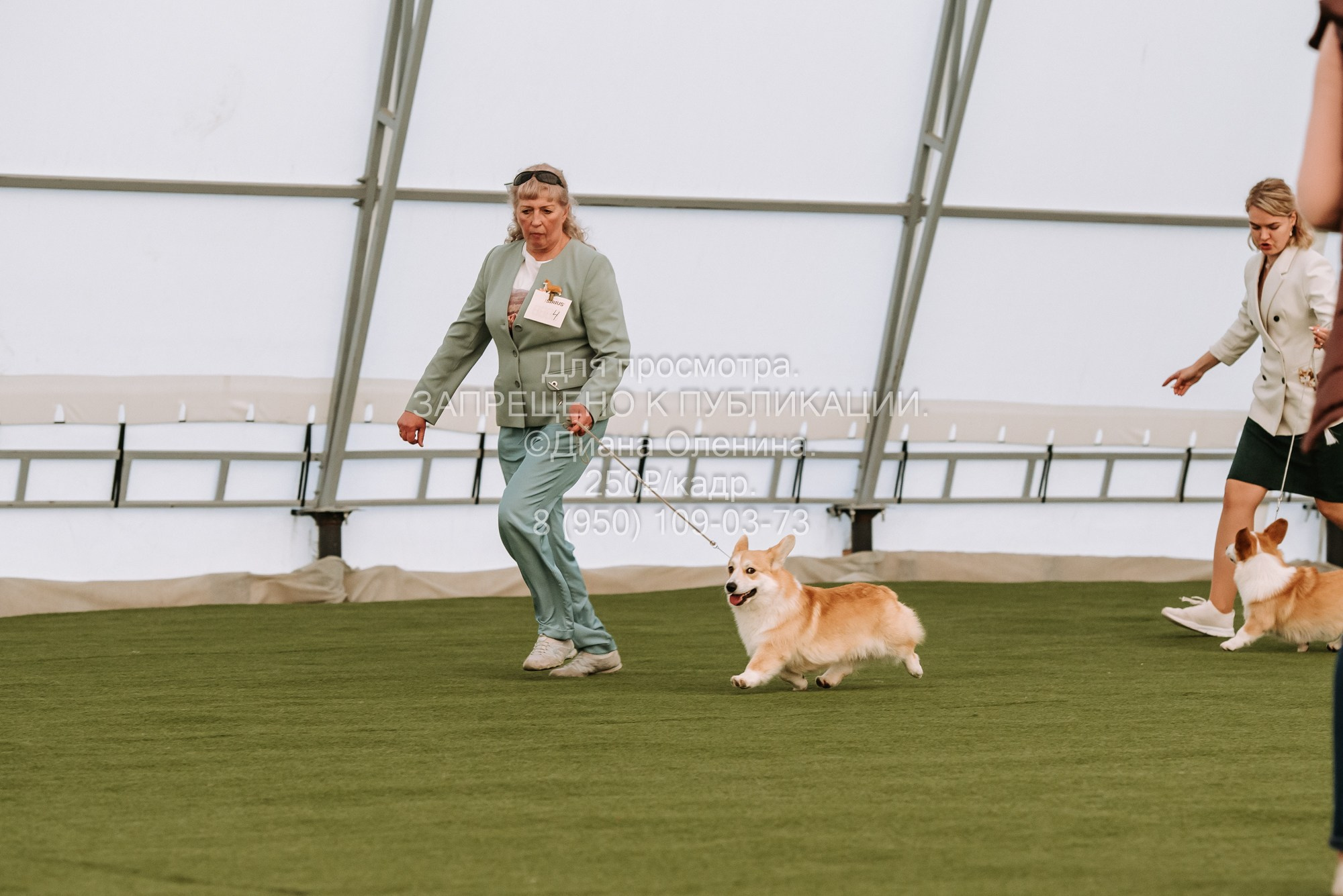Выставка собак Красноярск 2.06. Фотограф Диана Оленина Красноярск / Братск