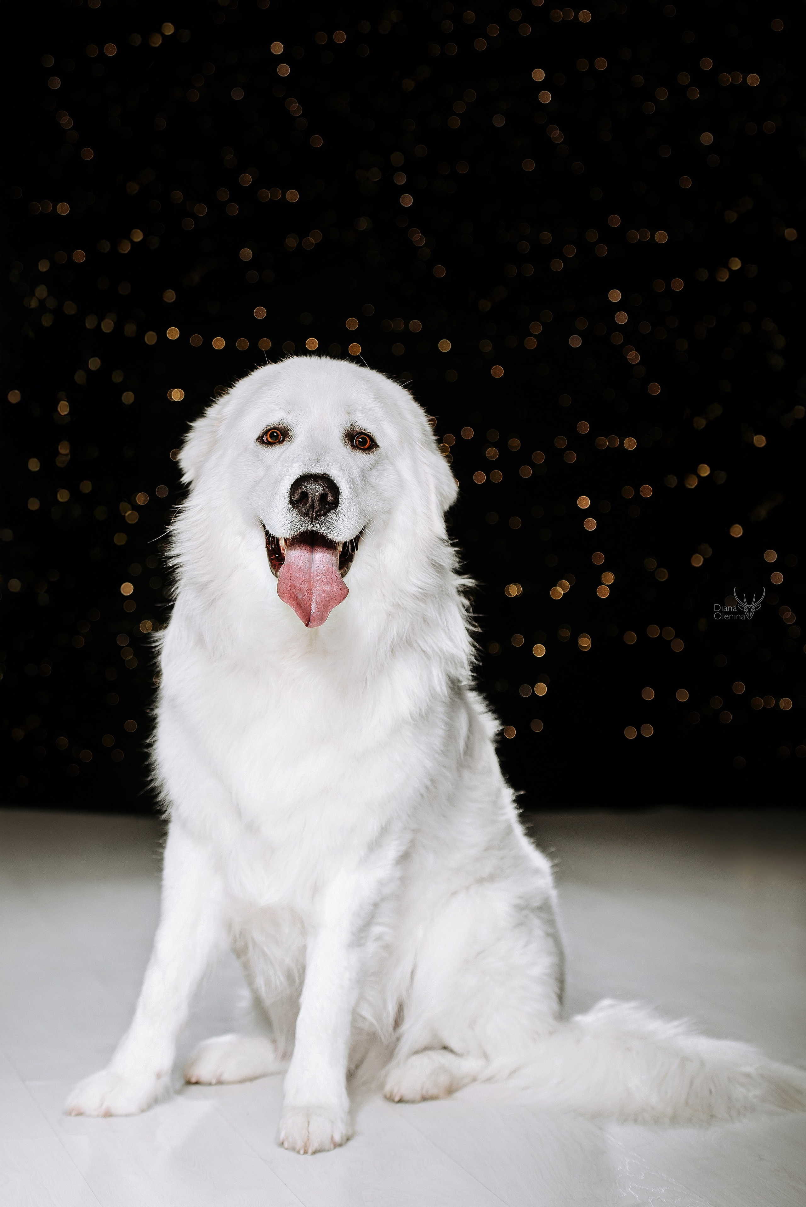 Собаки фоны. Фотограф Диана Оленина Красноярск / Братск