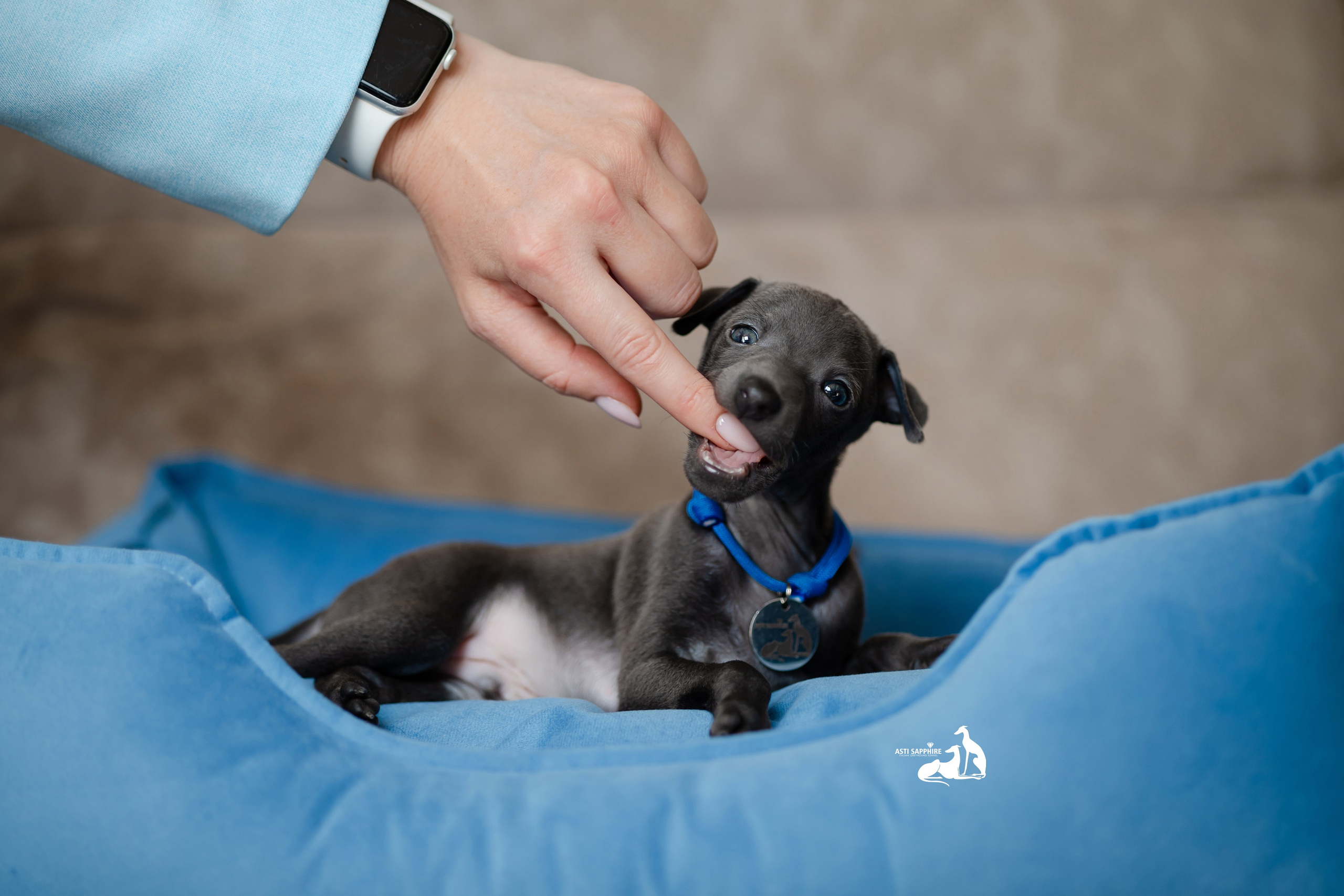 Весенние крошки. Professional Italian Greyhound Kennel RKF/FCI ASTI SAPPHIRE 💎 Sochi|St. Petersburg