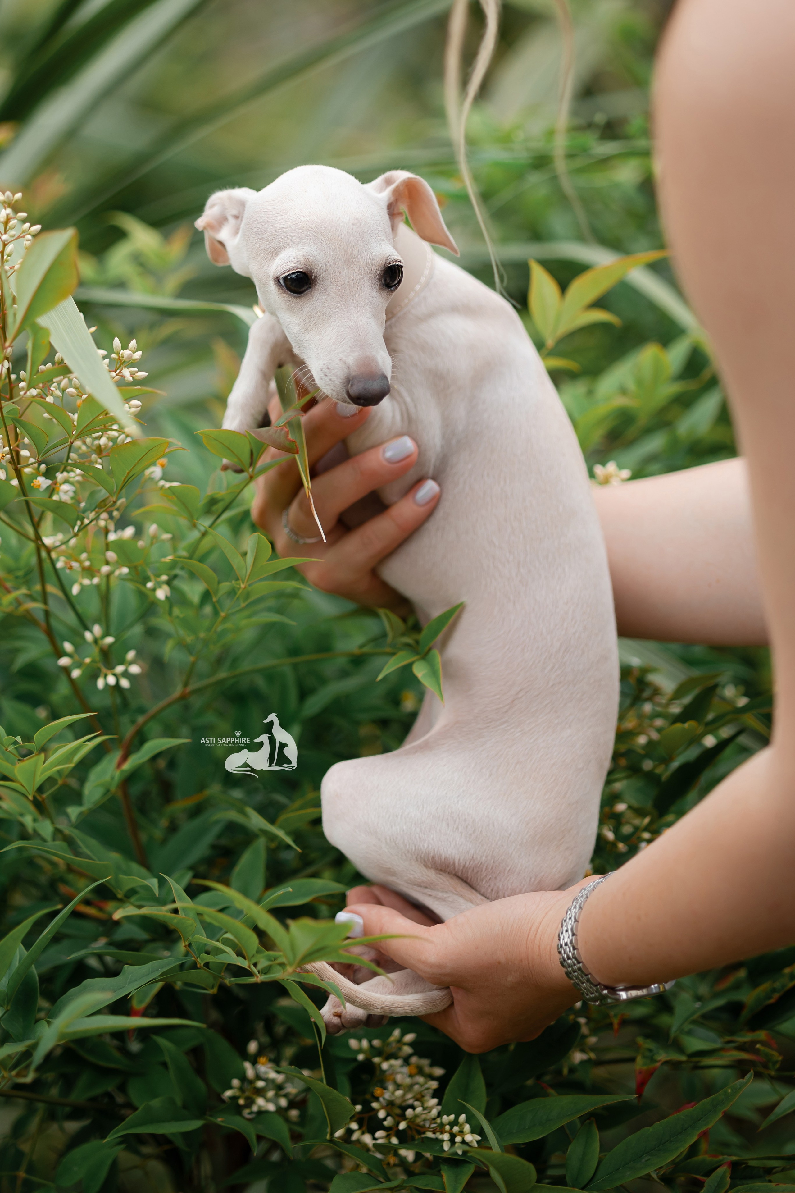 Чудесная шоу-девочка. Professional Italian Greyhound Kennel RKF/FCI ASTI SAPPHIRE 💎 Sochi|St. Petersburg