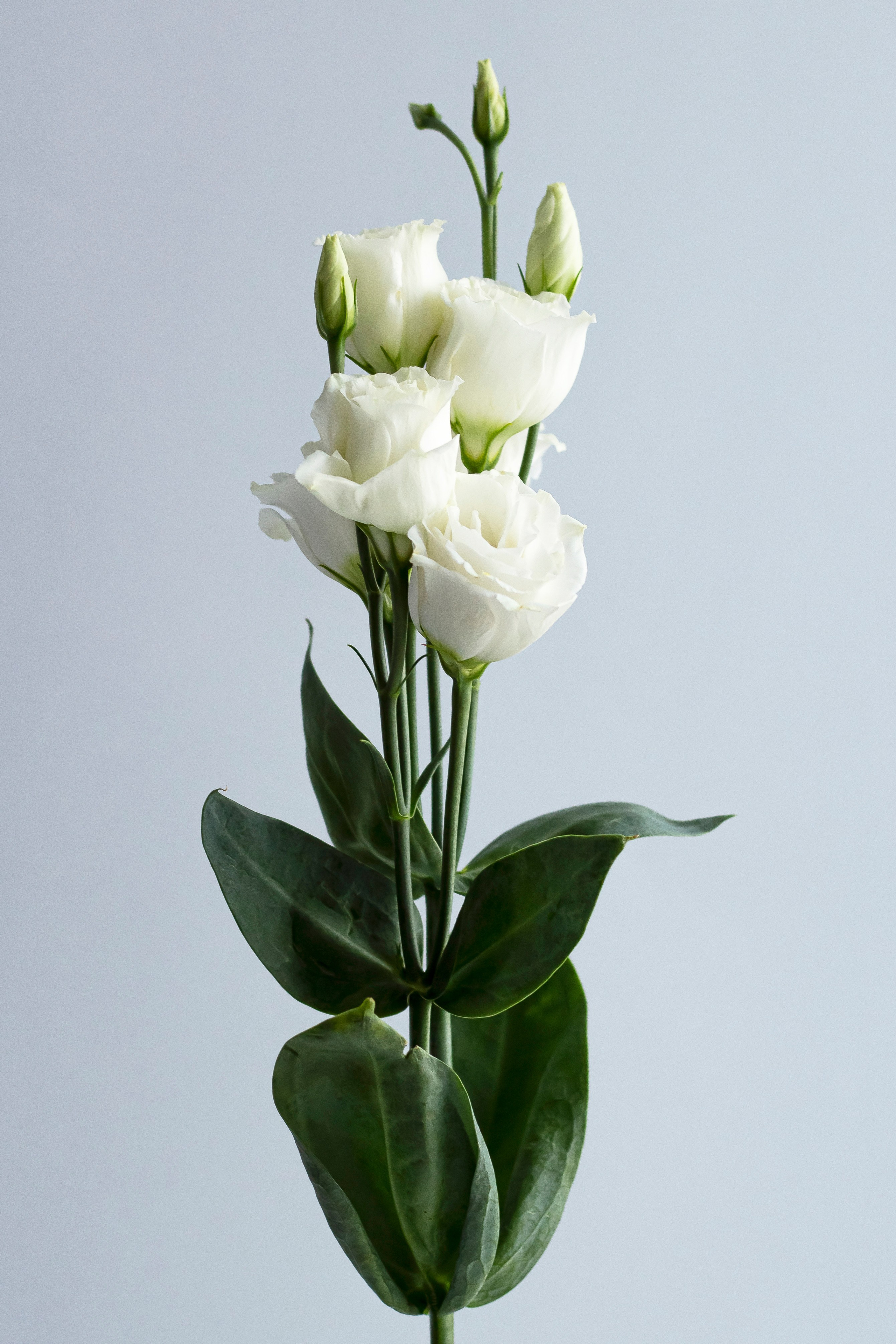 Предметная съемка в Орле. Фотограф Инна Степанова, Орел