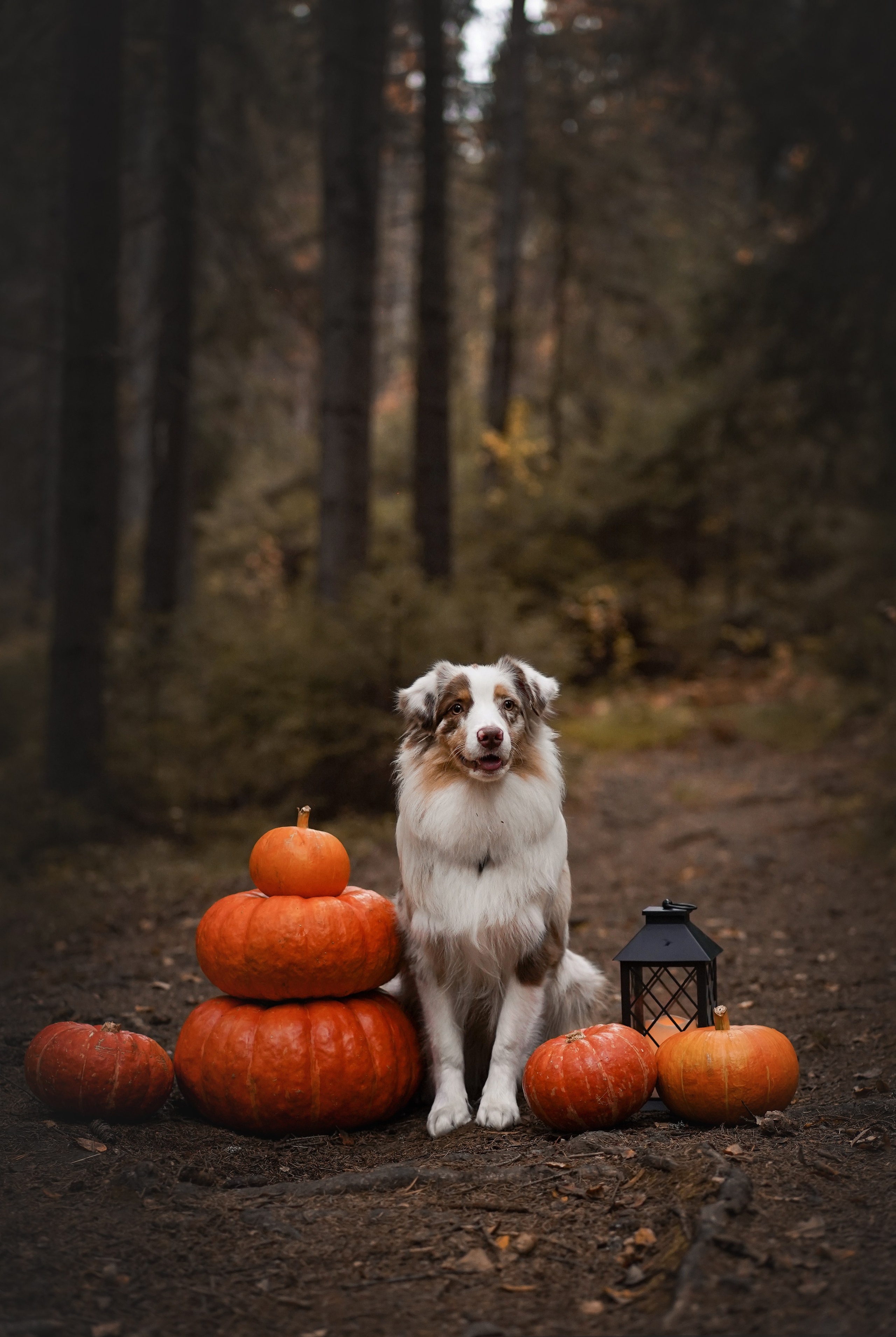 Панда тыковки. Фотограф-анималист в Санкт-Петербурге Яна Мартынова