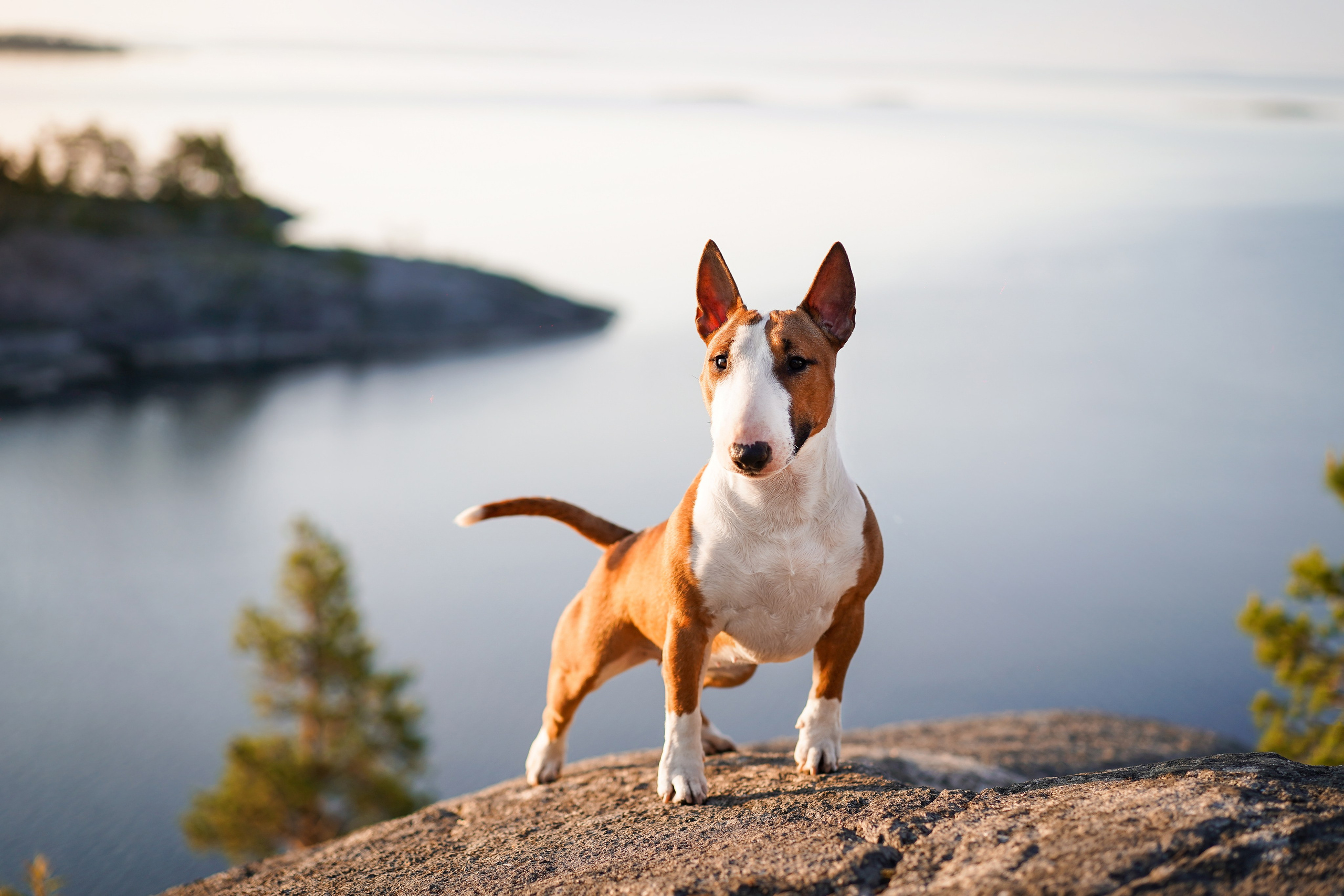 Таисия и Тамагочи. Фотограф-анималист в Санкт-Петербурге Яна Мартынова