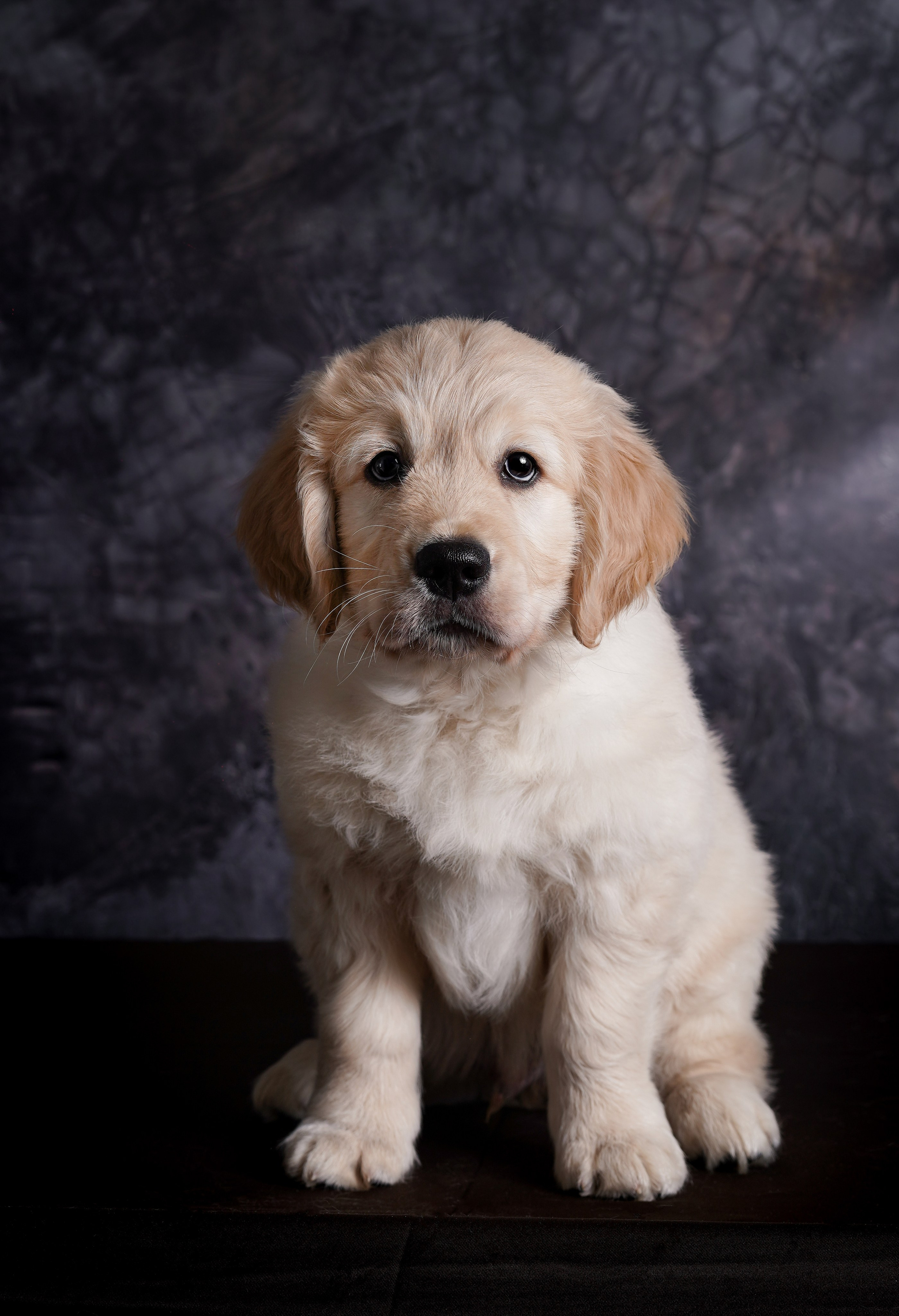 Щенок голдена. Фотограф-анималист в Санкт-Петербурге Яна Мартынова