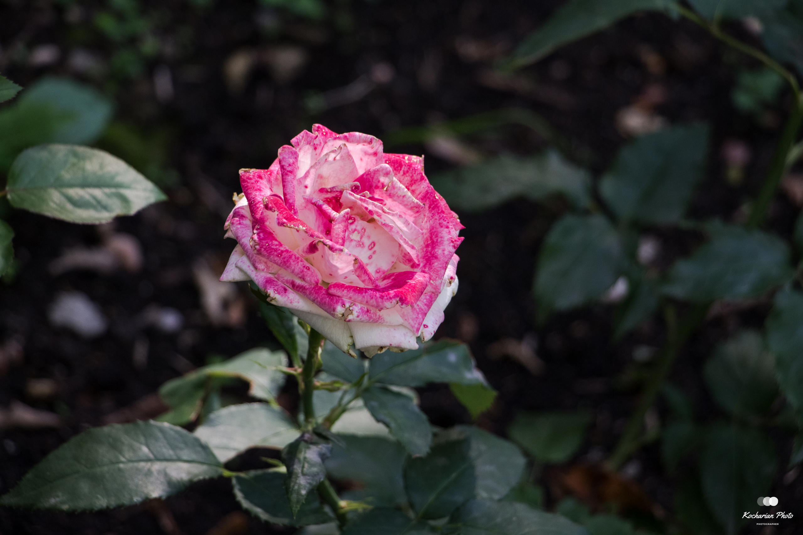 Макросъемка. Photographer K.A.D