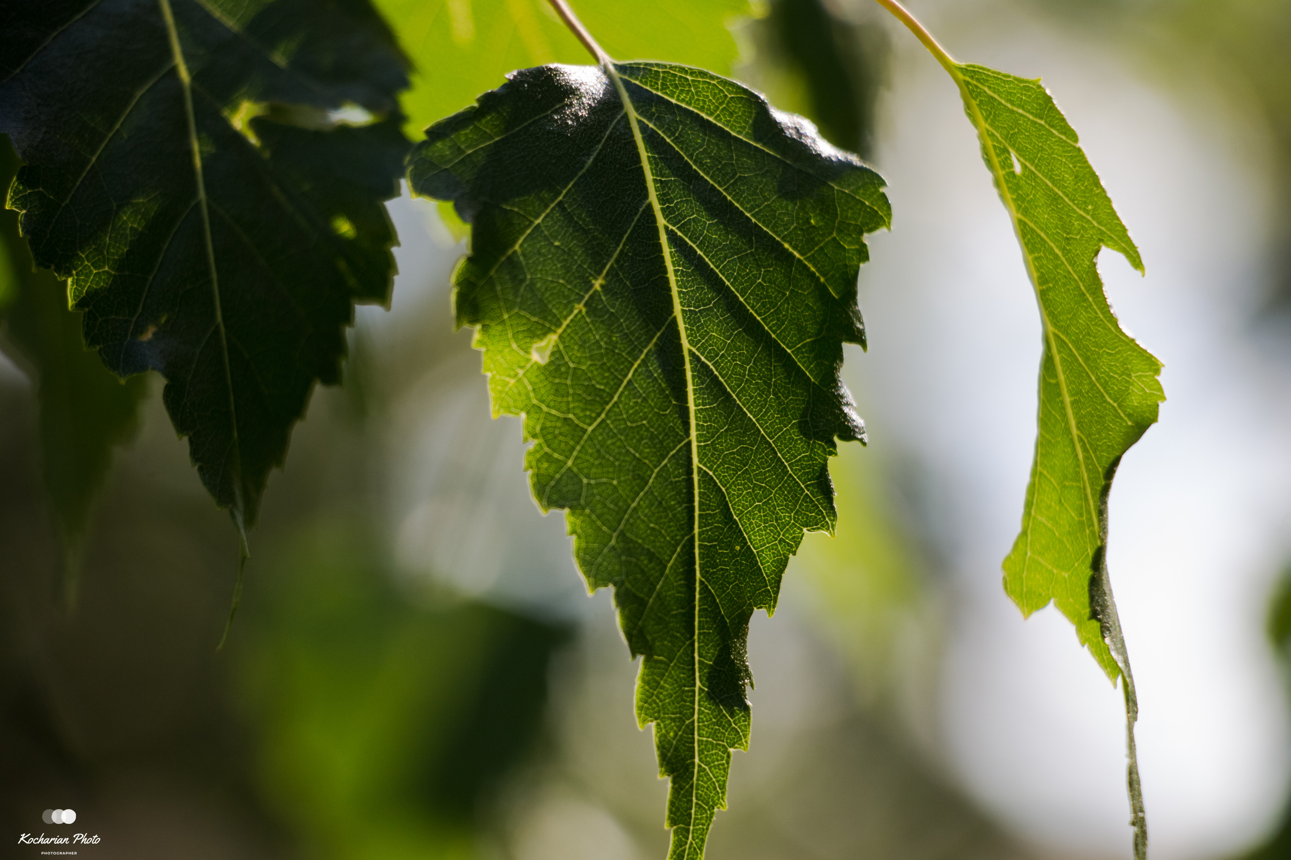 Макросъемка. Photographer K.A.D