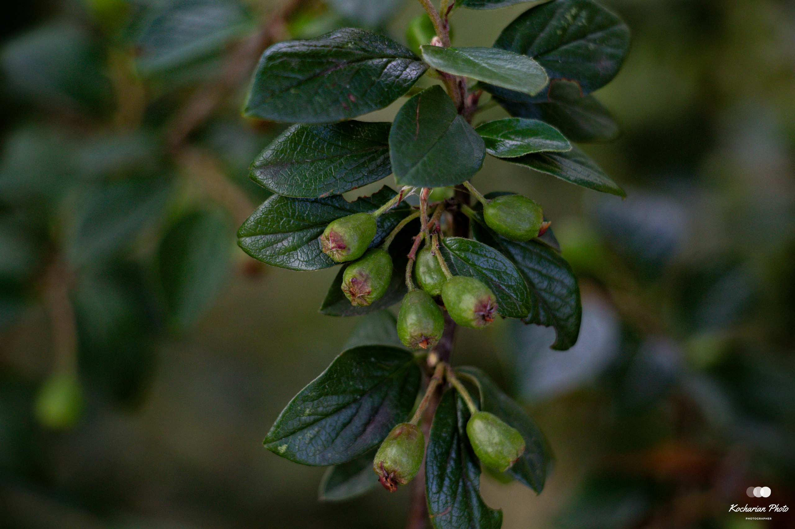 Макросъемка. Photographer K.A.D