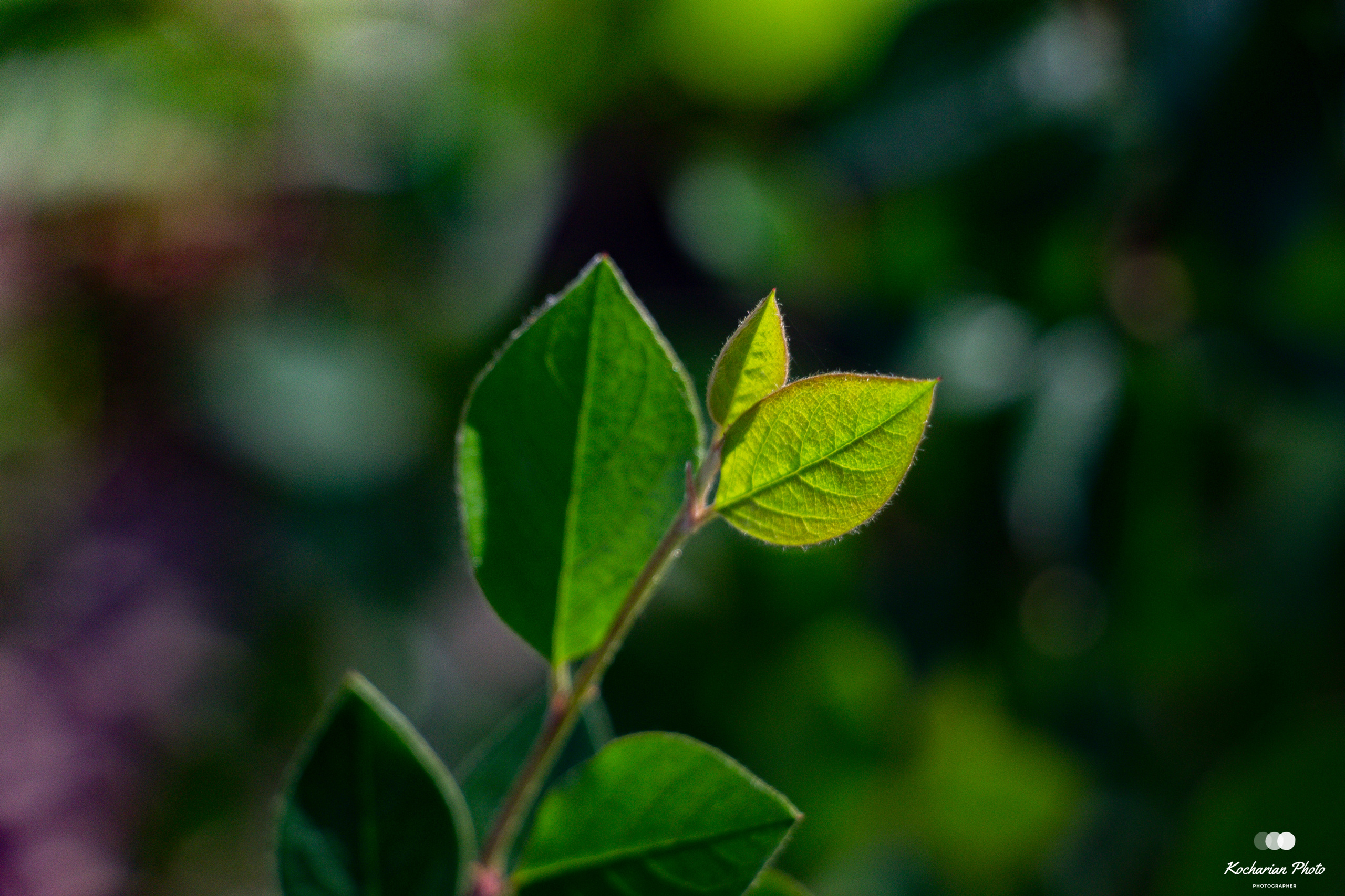 Макросъемка. Photographer K.A.D