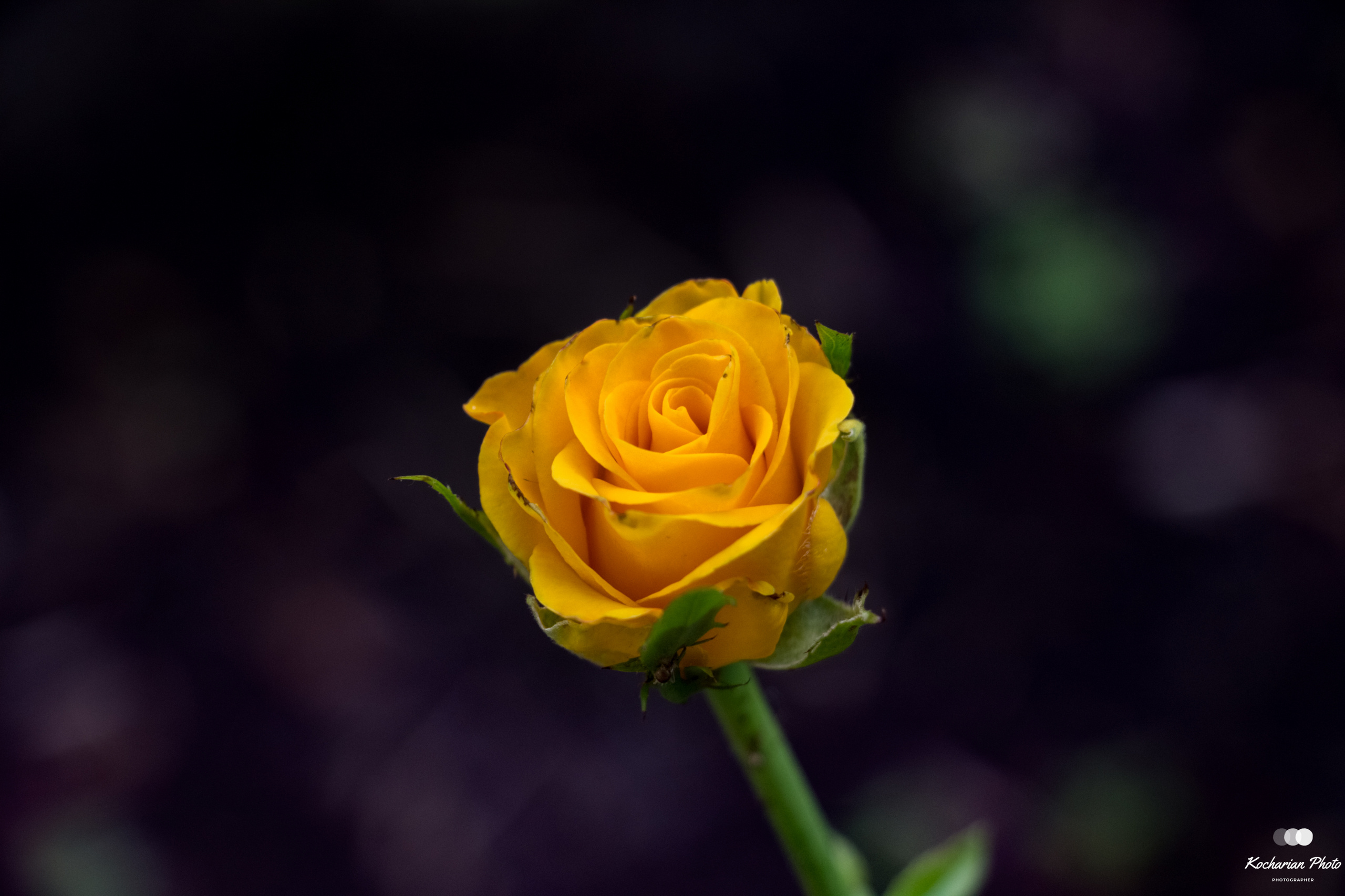 Макросъемка. Photographer K.A.D