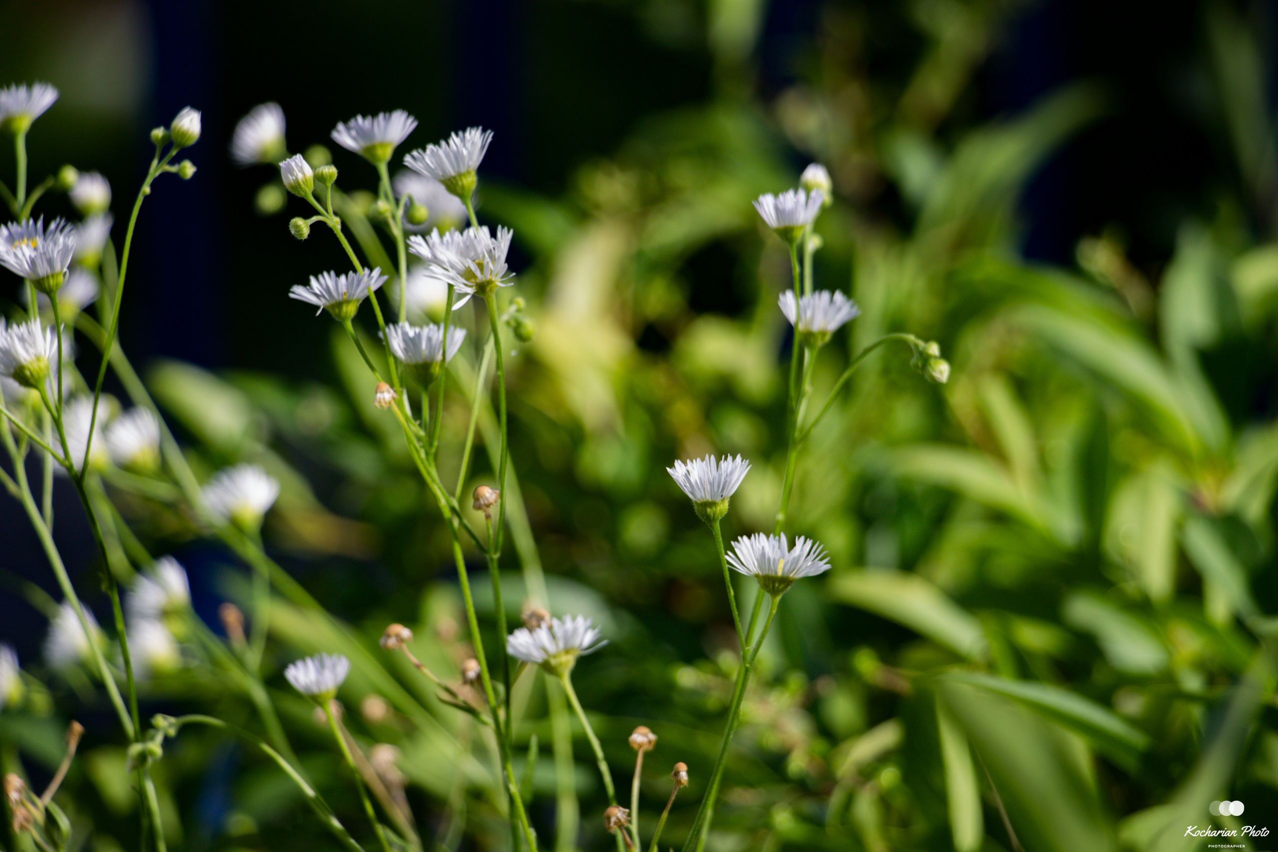 Макросъемка. Photographer K.A.D