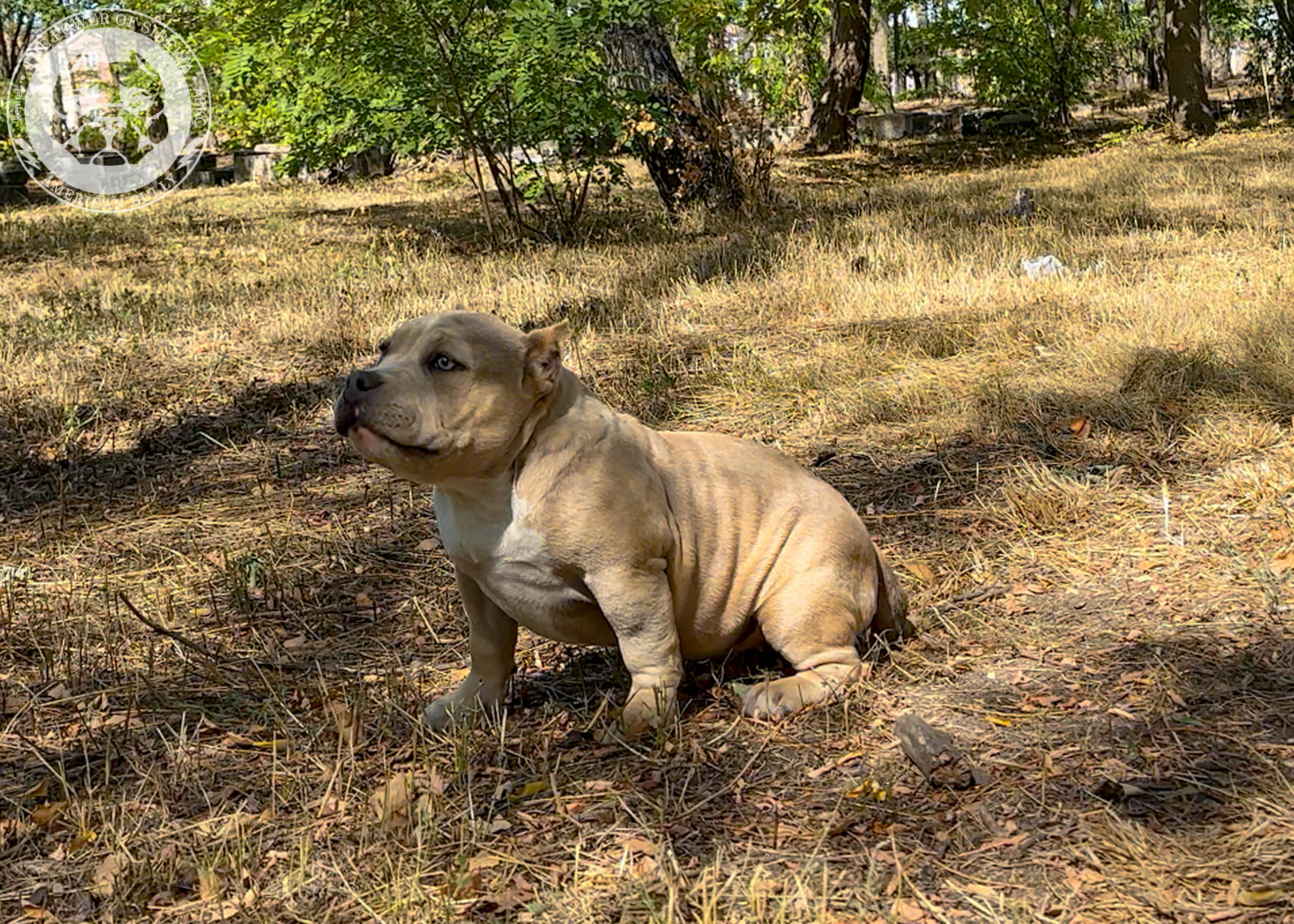 Помет Каспер и Тагира. 21.04.25. Американский Булли в г. Ростов-на-Дону. Питомник THE POWER OF SIBERIA