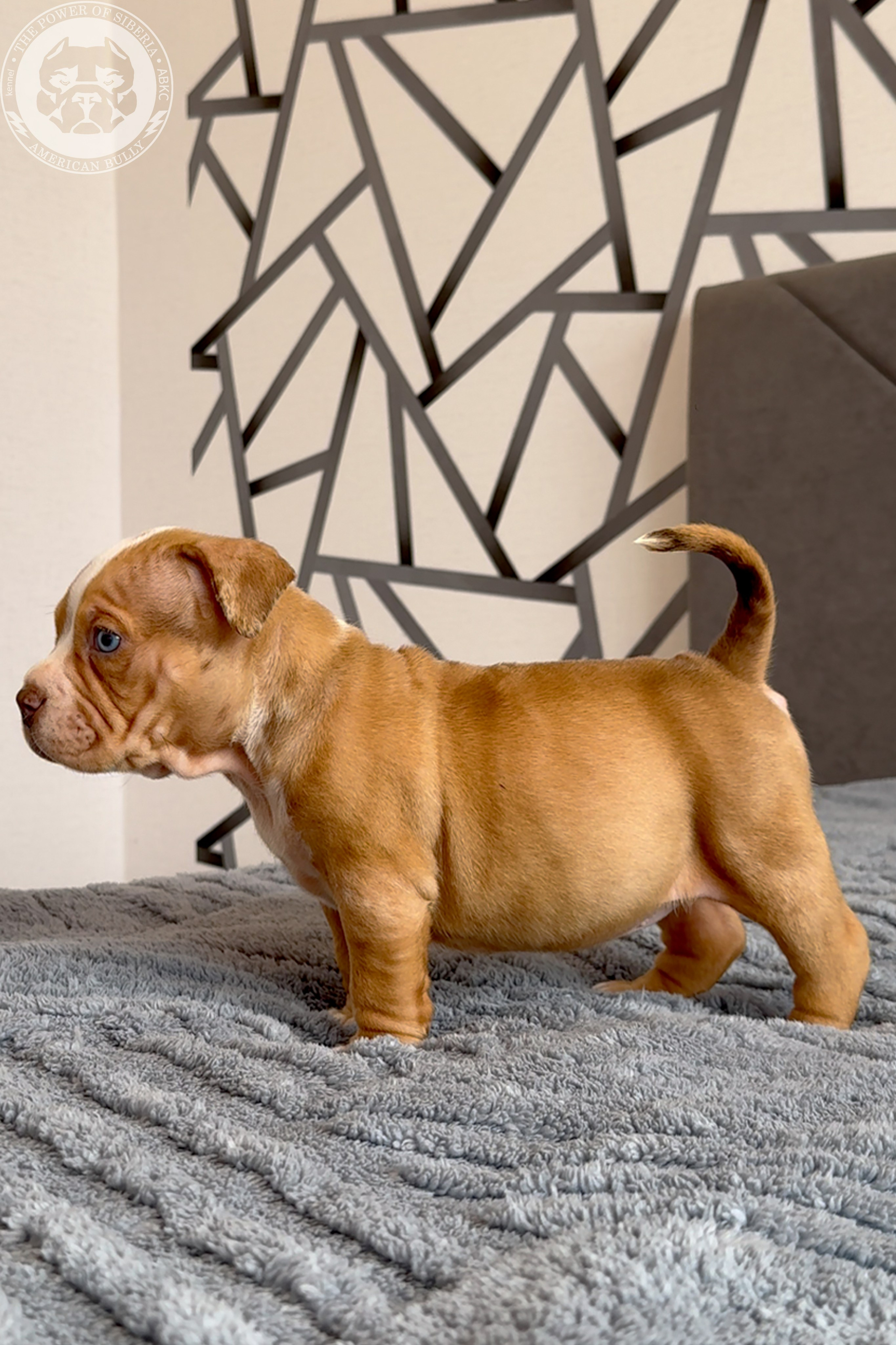 Свободные щенки Американский Булли, в типах покет, классик, стандарт. Американский Булли в г. Ростов-на-Дону. Питомник THE POWER OF SIBERIA
