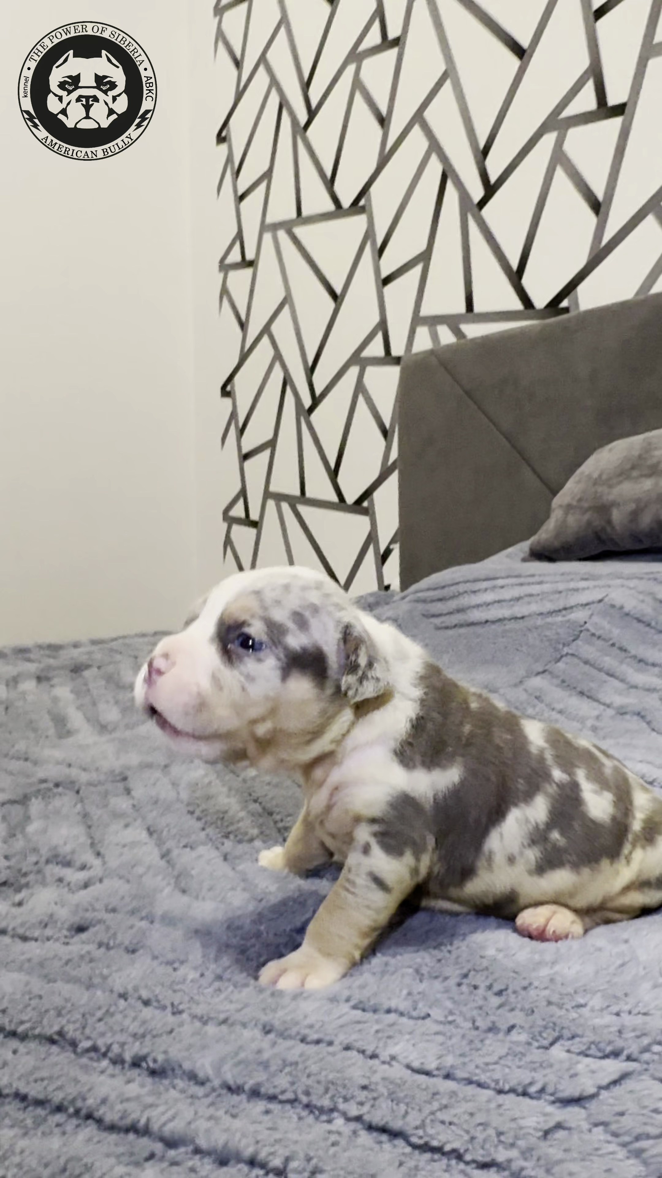 Свободные щенки Американский Булли, в типах покет, классик, стандарт. Американский Булли в г. Ростов-на-Дону. Питомник THE POWER OF SIBERIA