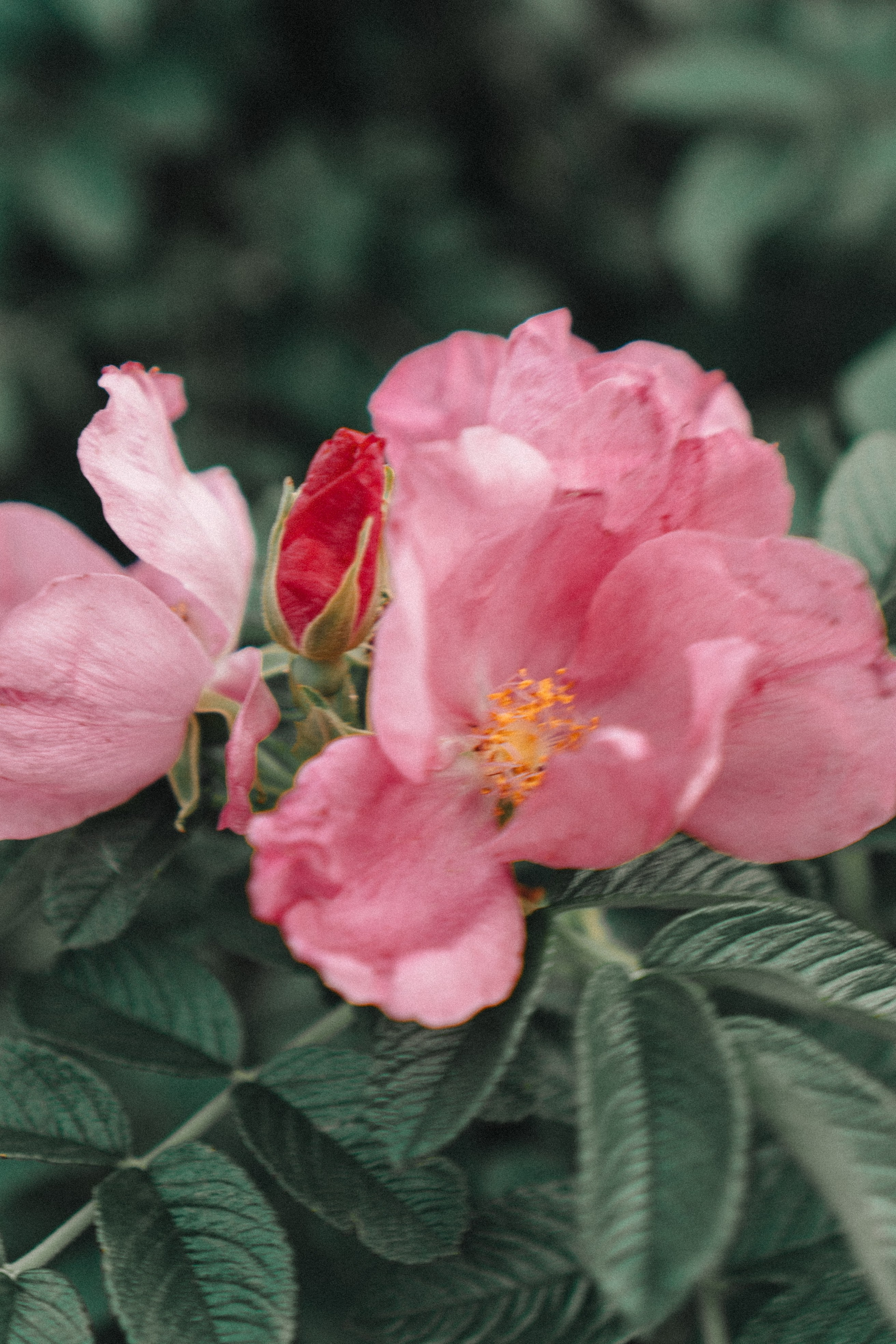 МАМА И ДОЧКА НА ФИНСКОМ ЗАЛИВЕ. Профессиональный фотограф, Санкт-Петербург — Виктория Богомолова