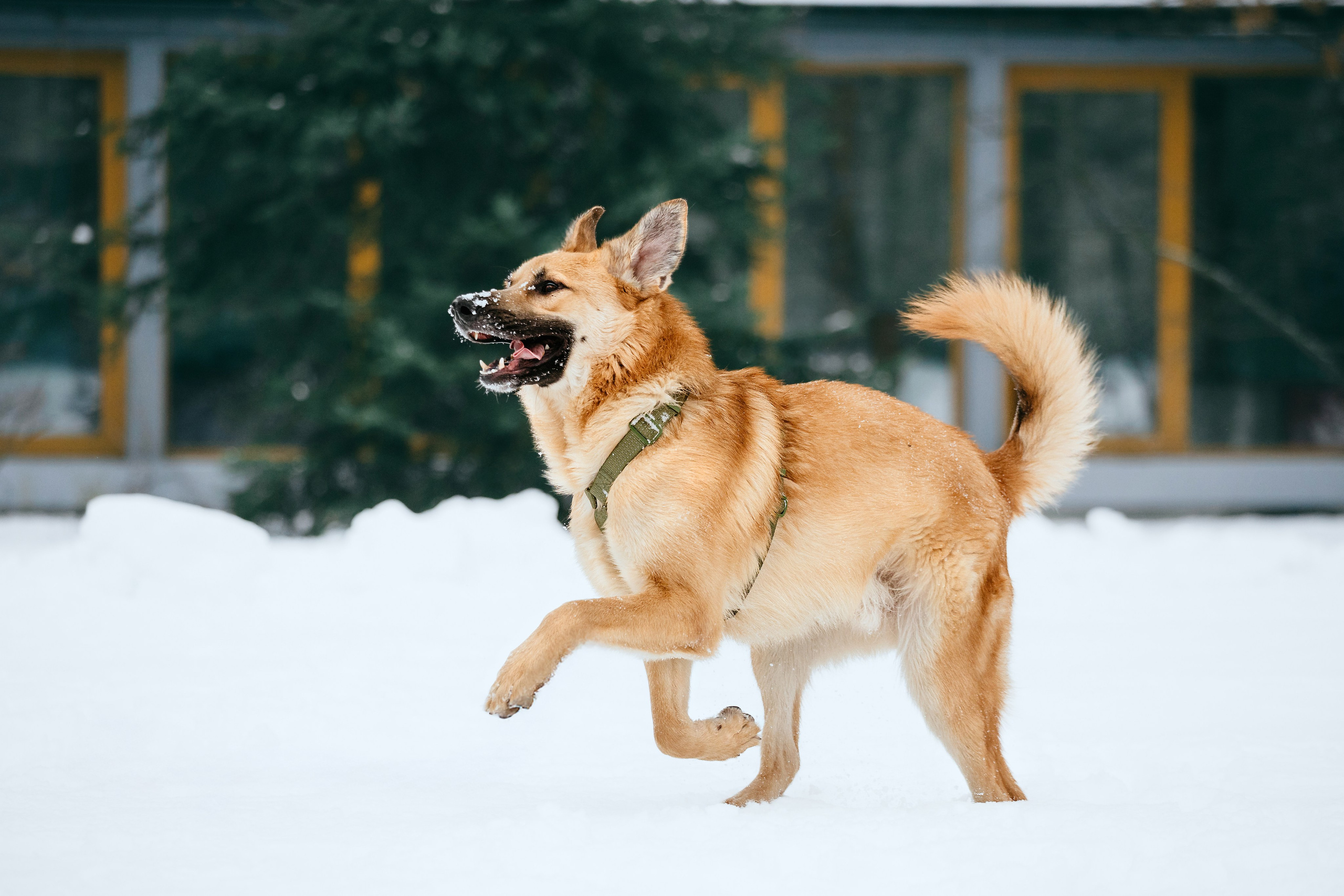 Собаки из приюта Дубовая роща зима. Фотограф-анималист Татьяна Степанова