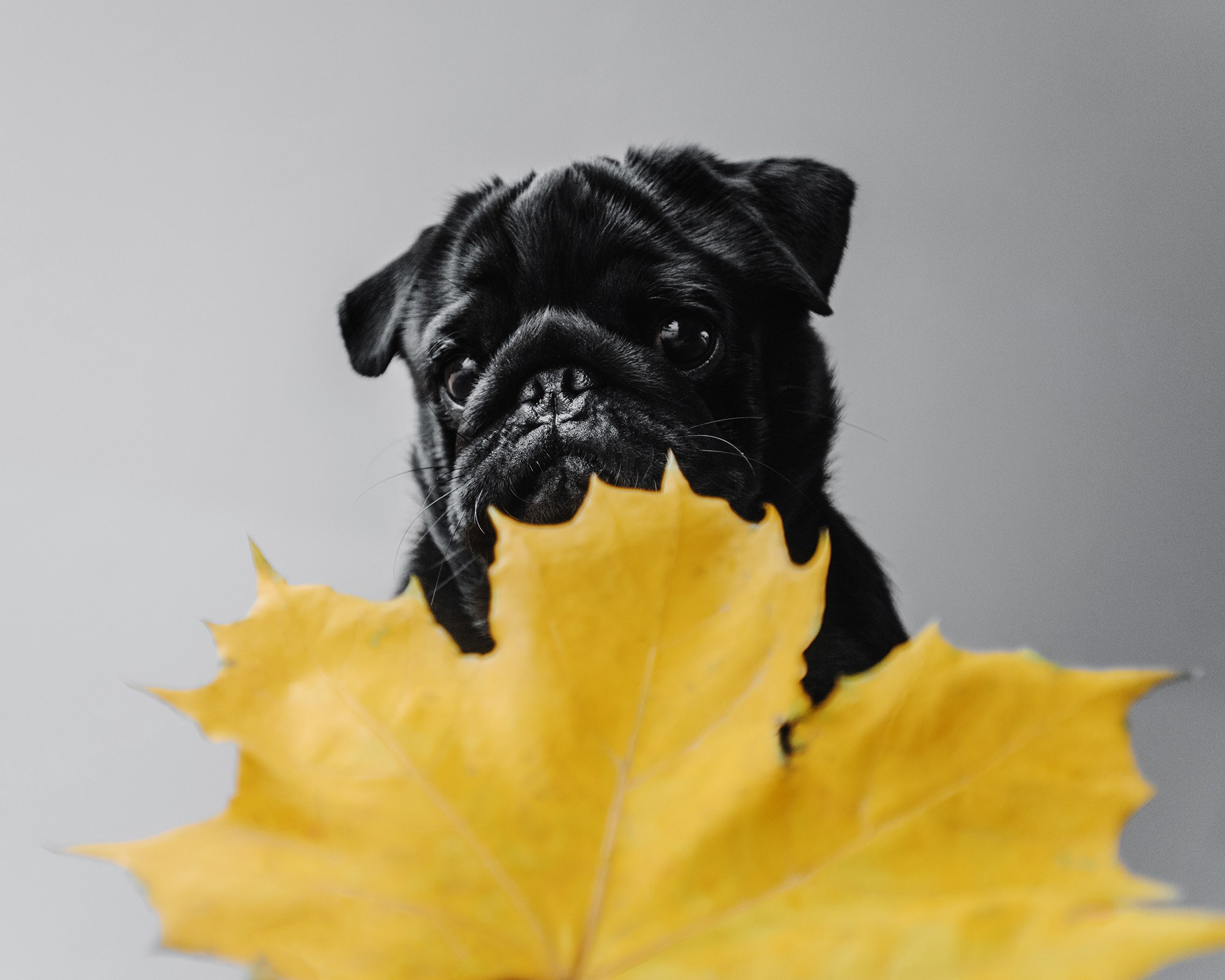 Питомец в кадре. Фотограф Анна Тюрина