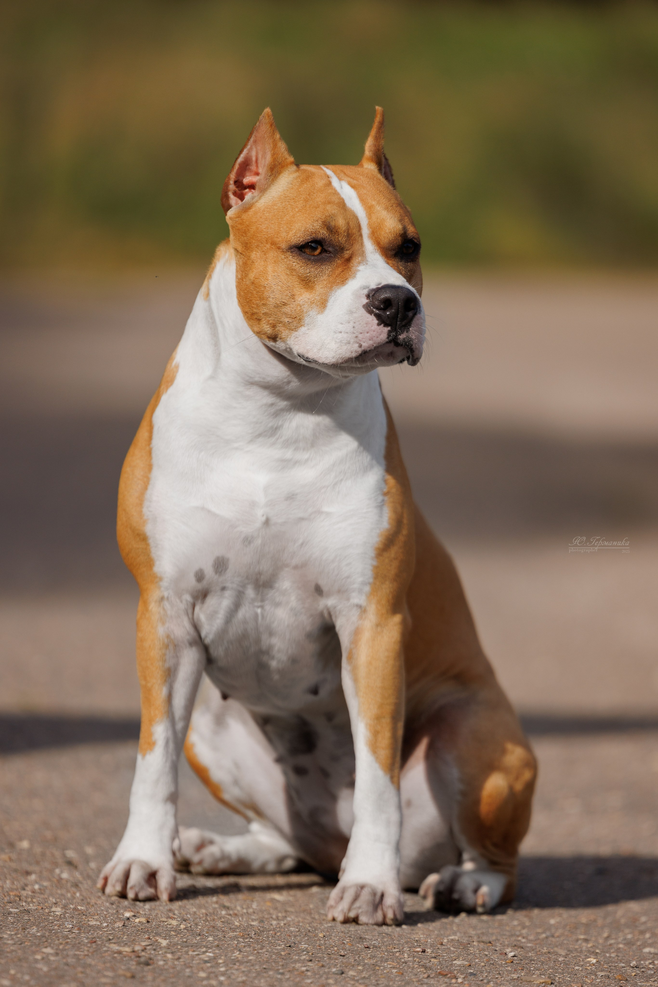 Зеленоград 13.09.2025. Фотограф-анималист Юлия Германика