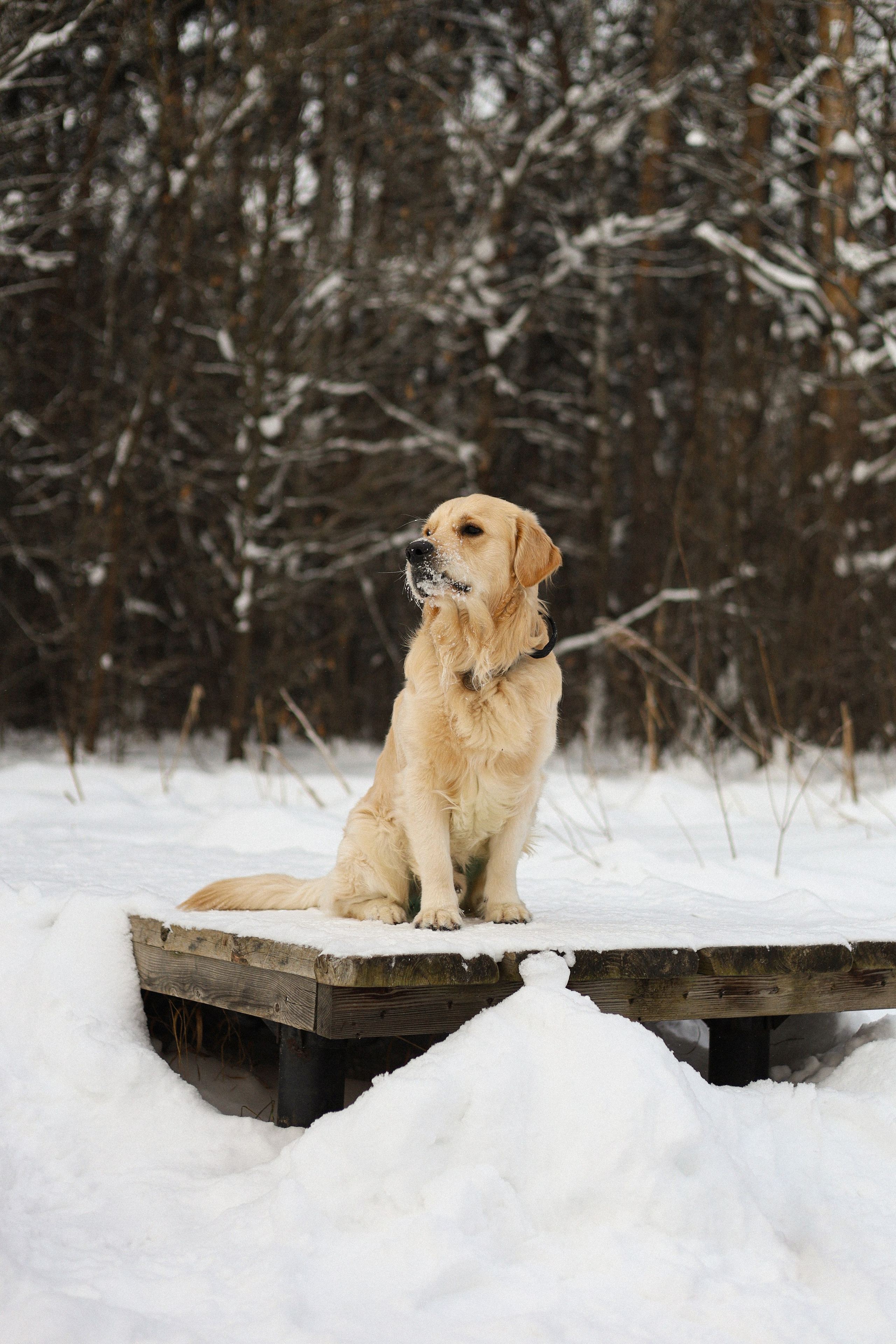 Стивен, Лена и Миша. Фотограф-анималист Ксения Шевцова|Москва