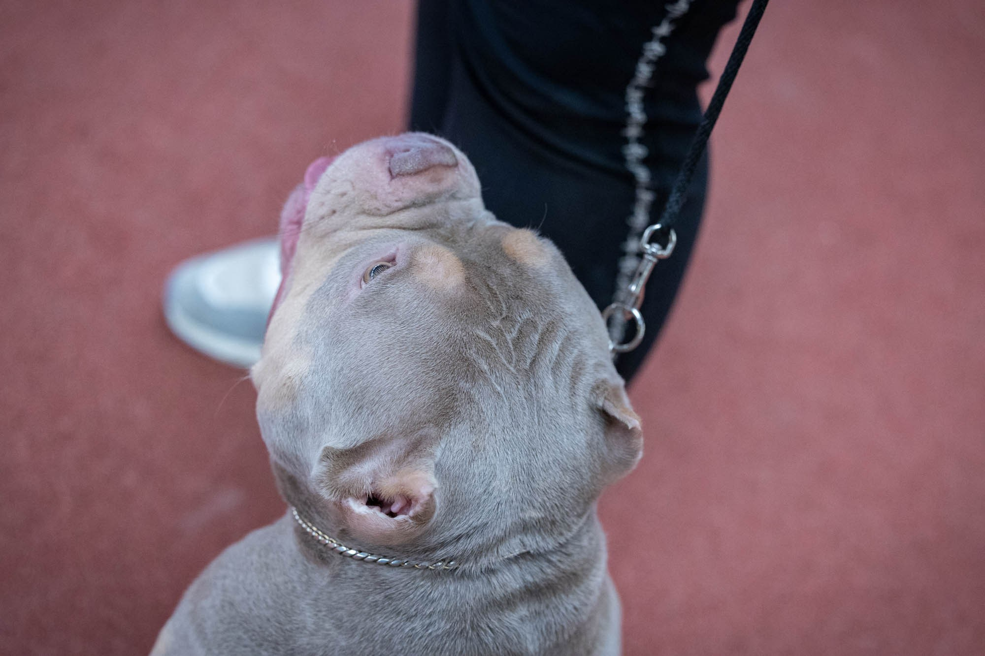 IDBC. Виктория Михайловская. Фотограф-анималист. Москва