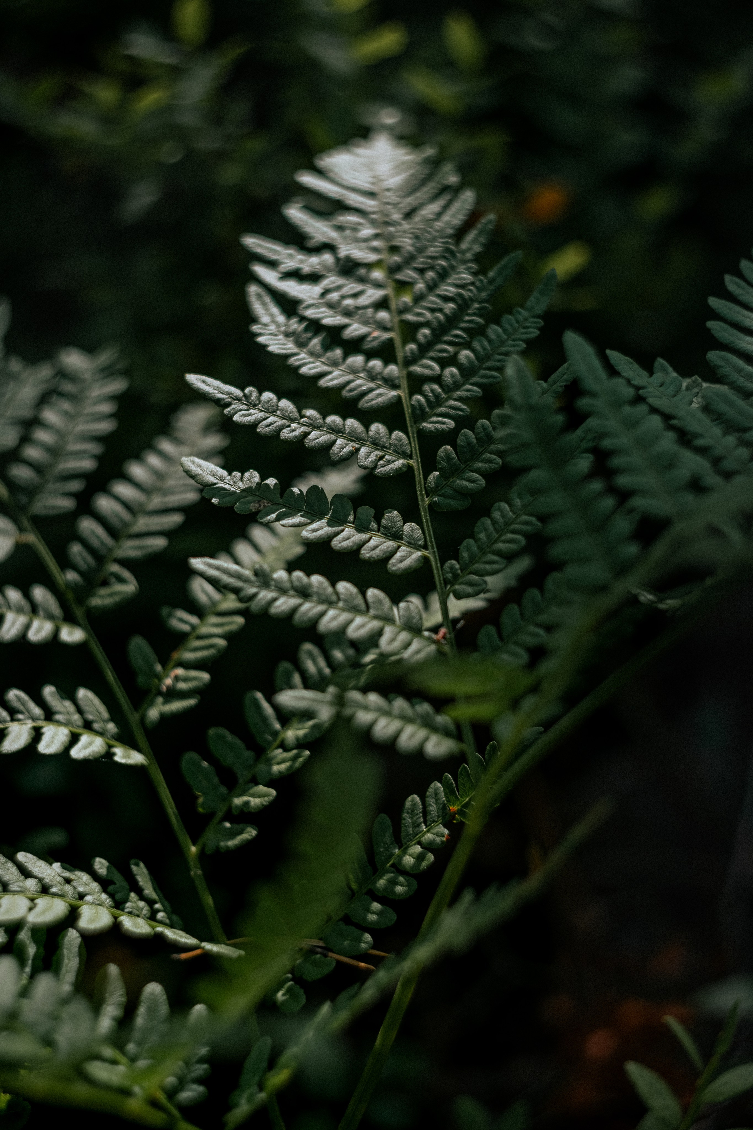 Карелия — место силы. Юля Дэй • Фотограф, Санкт-Петербург