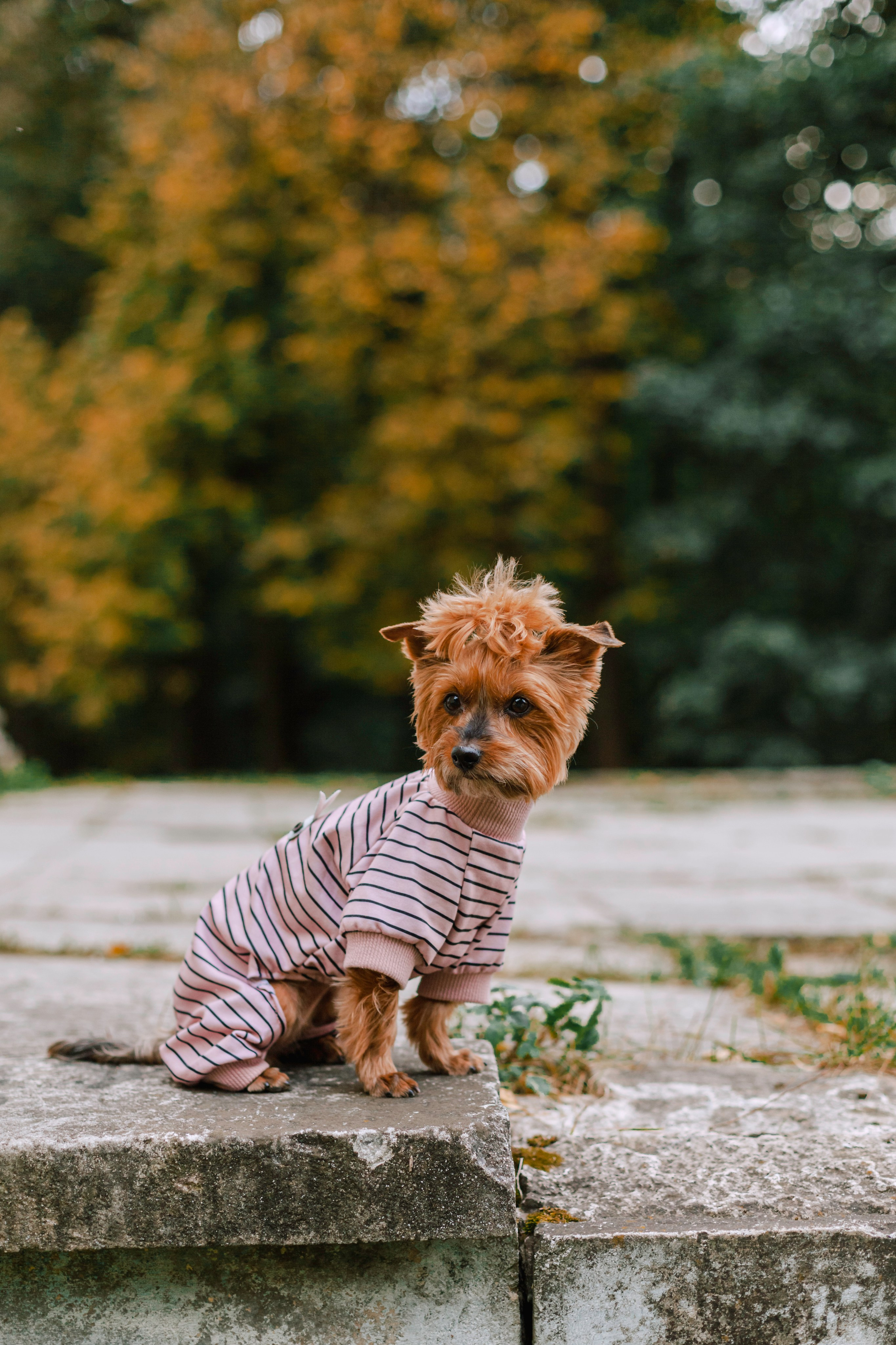 Катя и Моня. Фотограф-анималист Татьяна Степанова