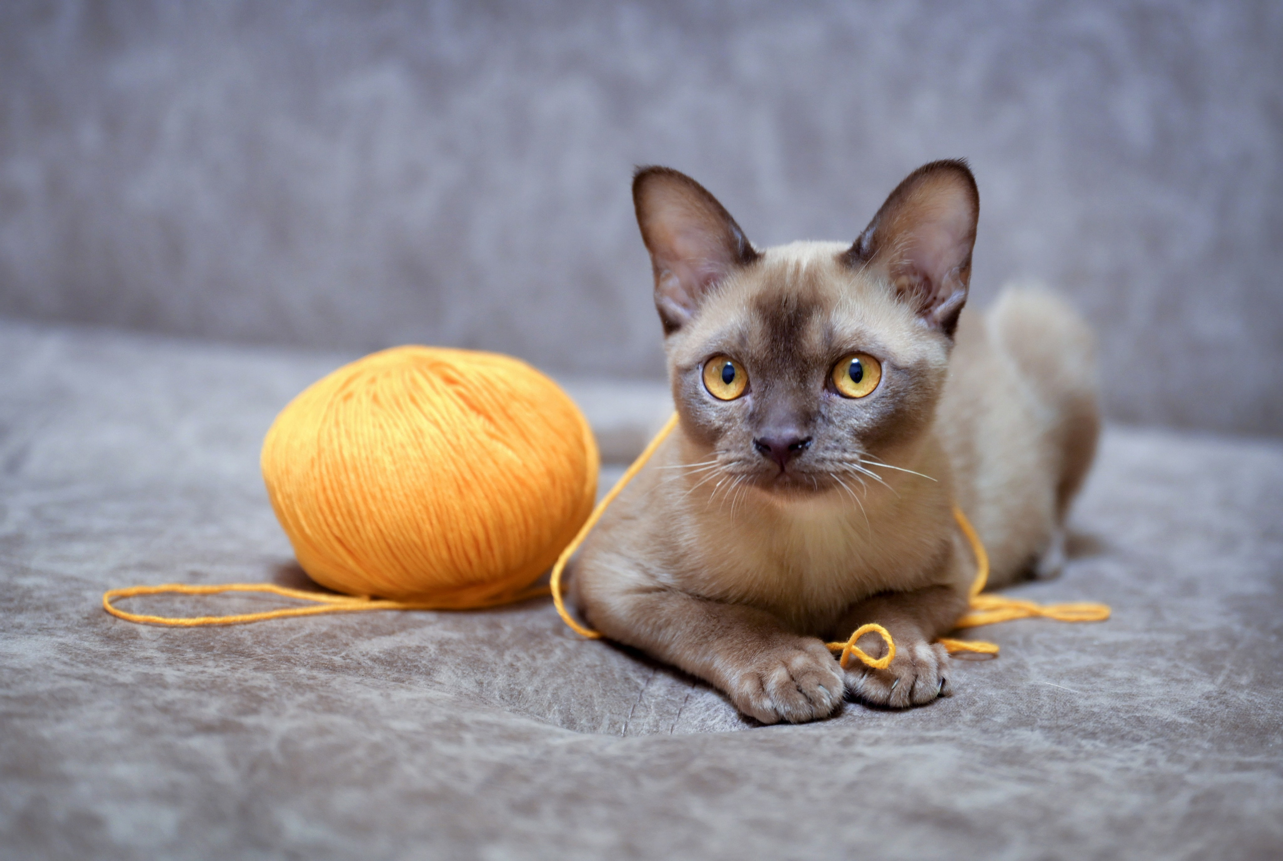 Желтоглазый котенок с ниткой в лапах замер рядом с желтым клубком