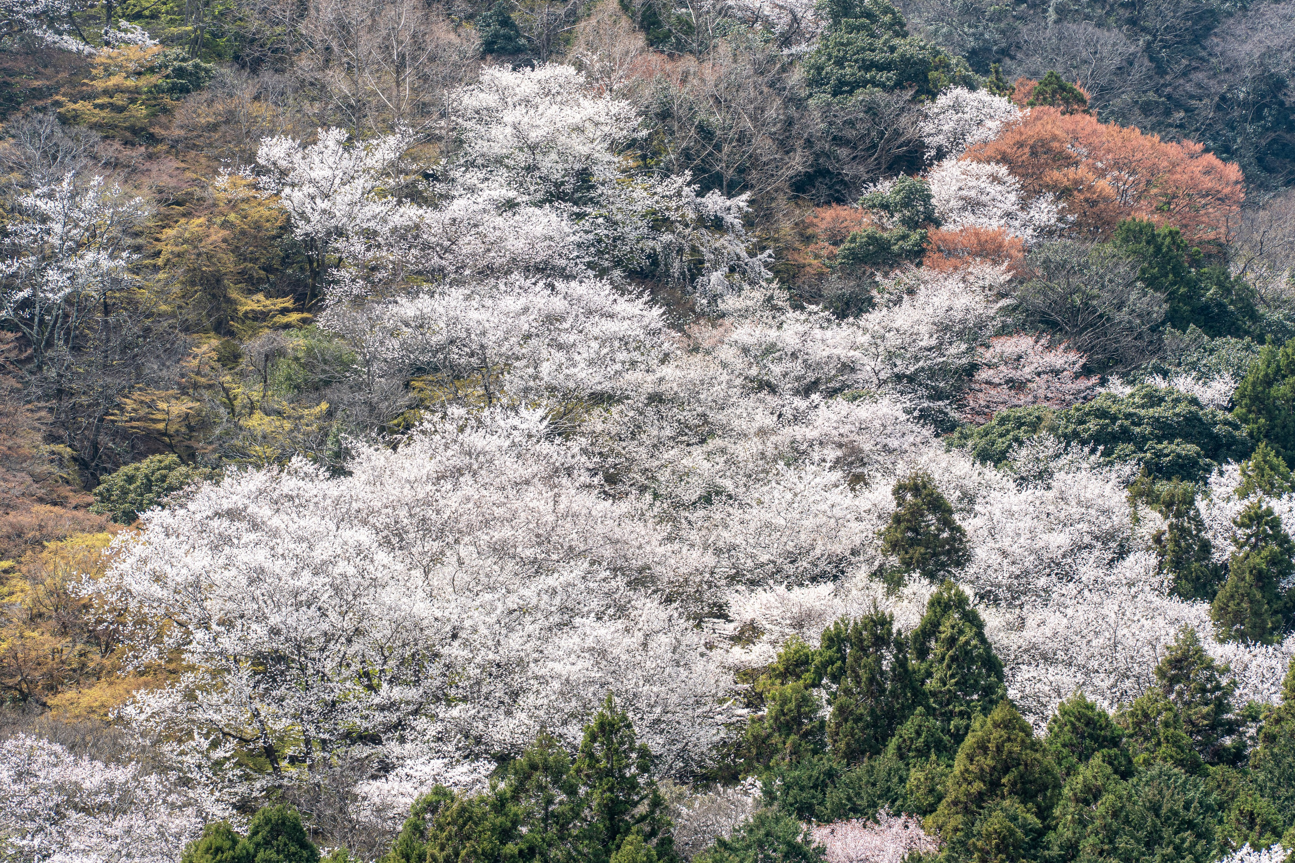 Япония, сакура. Творческие сьемки
