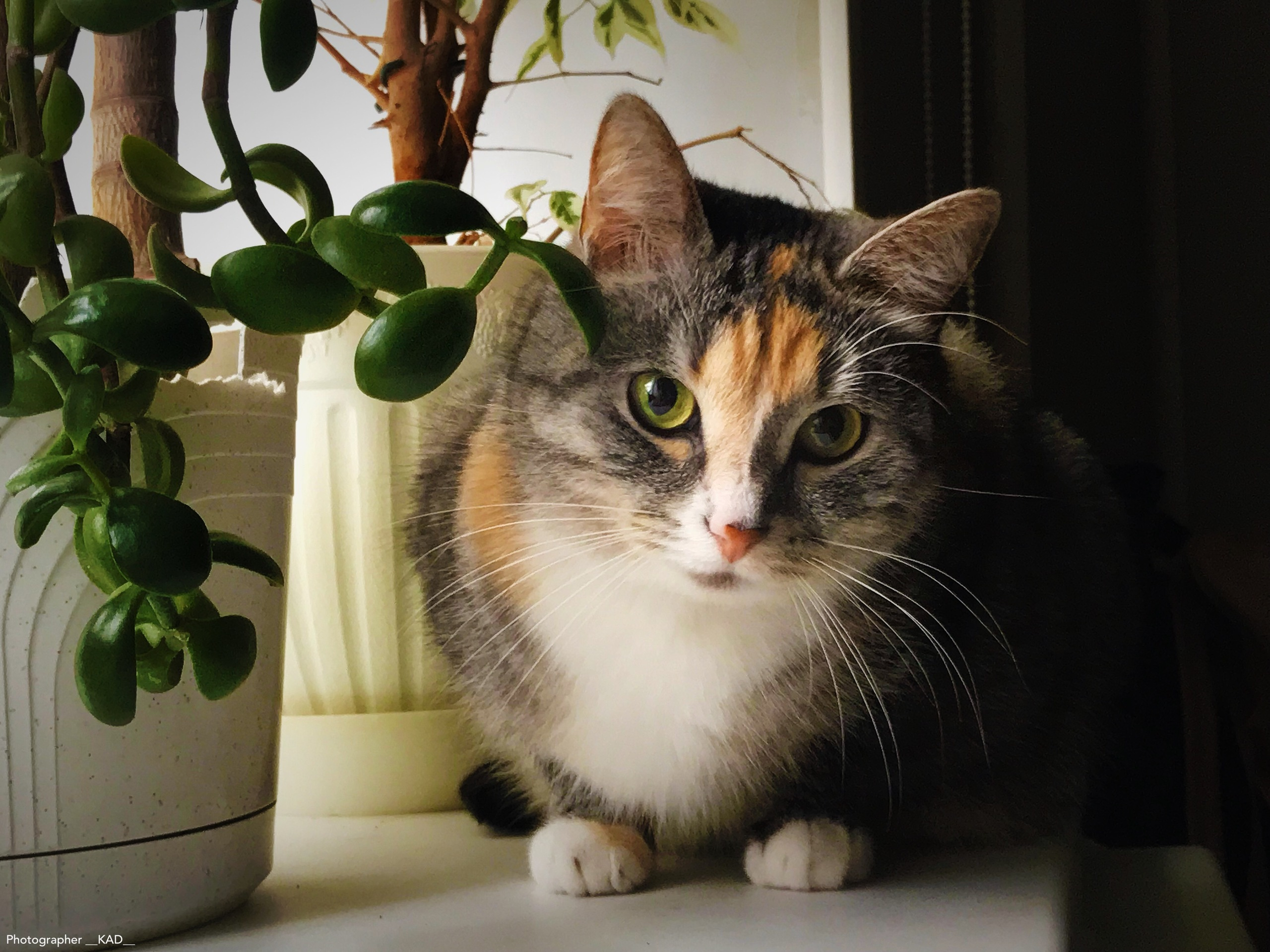 Мир животных. Photographer K.A.D