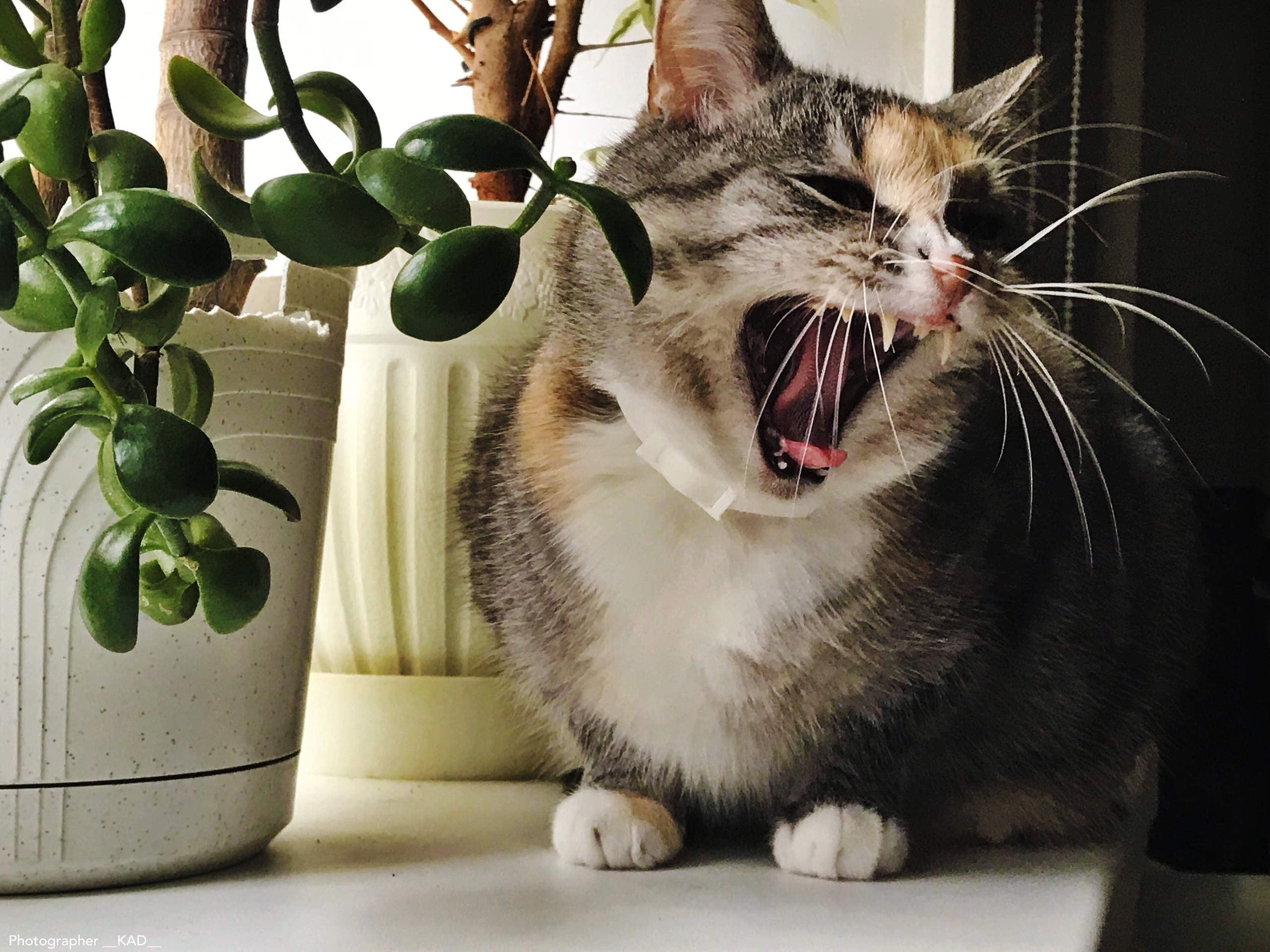 Мир животных. Photographer K.A.D