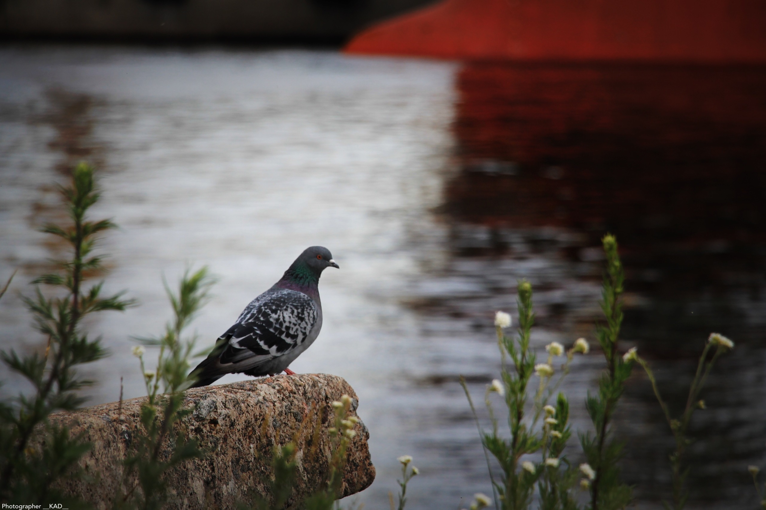 Мир животных. Photographer K.A.D