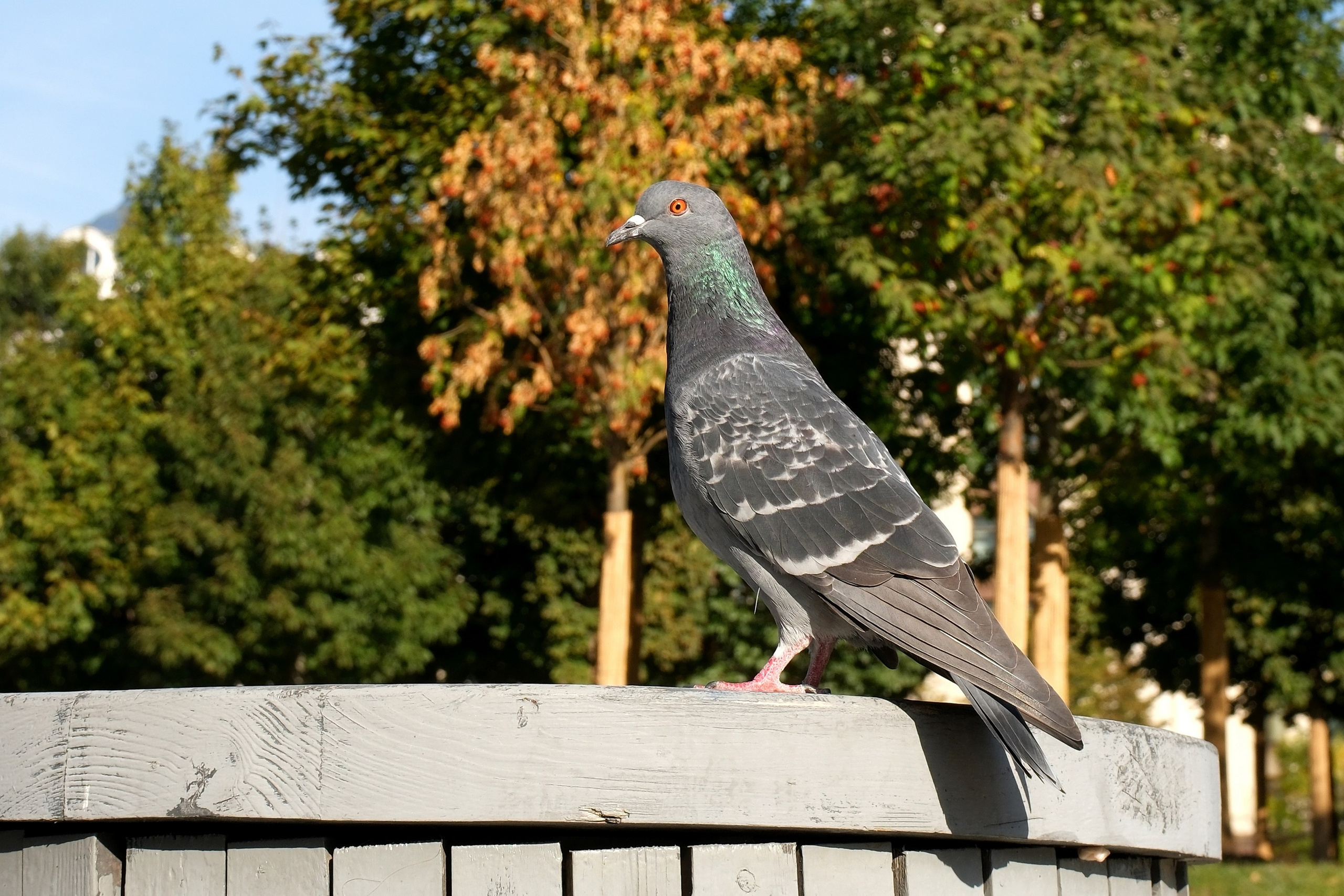 Улица, люди, жизнь…